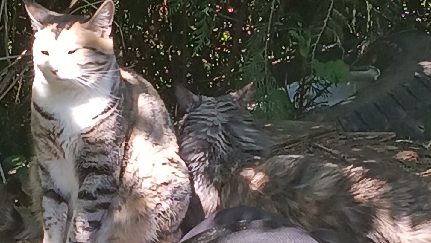 Help Lucas & His Animals Find a Safe Home photo