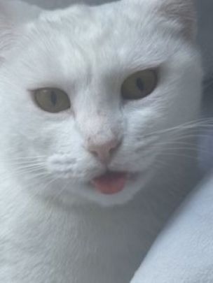 Urgent Surgeries for SugarSnack & SnowWhite campaign photo, 4 of 5