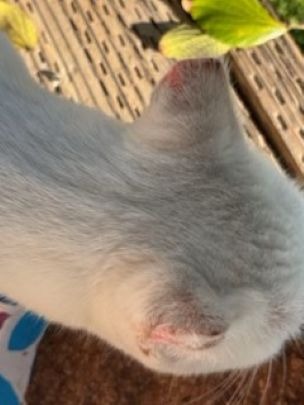 Urgent Surgeries for SugarSnack & SnowWhite campaign photo, 2 of 5