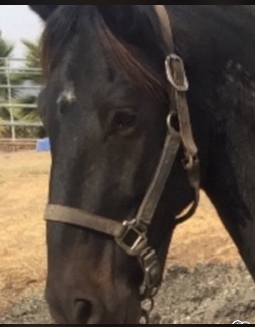 Donate to protect Two Horses During Long Covid Recovery campaign photo, 2 of 8