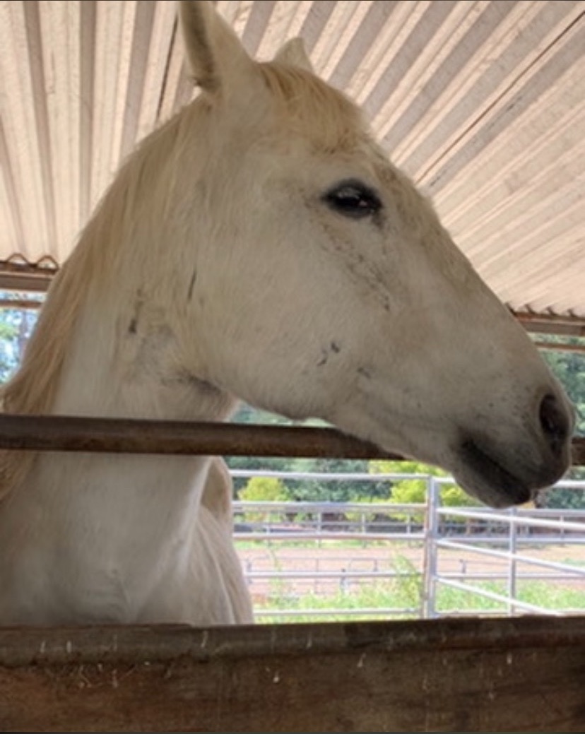 Donate to protect Two Horses During Long Covid Recovery campaign photo, 4 of 8