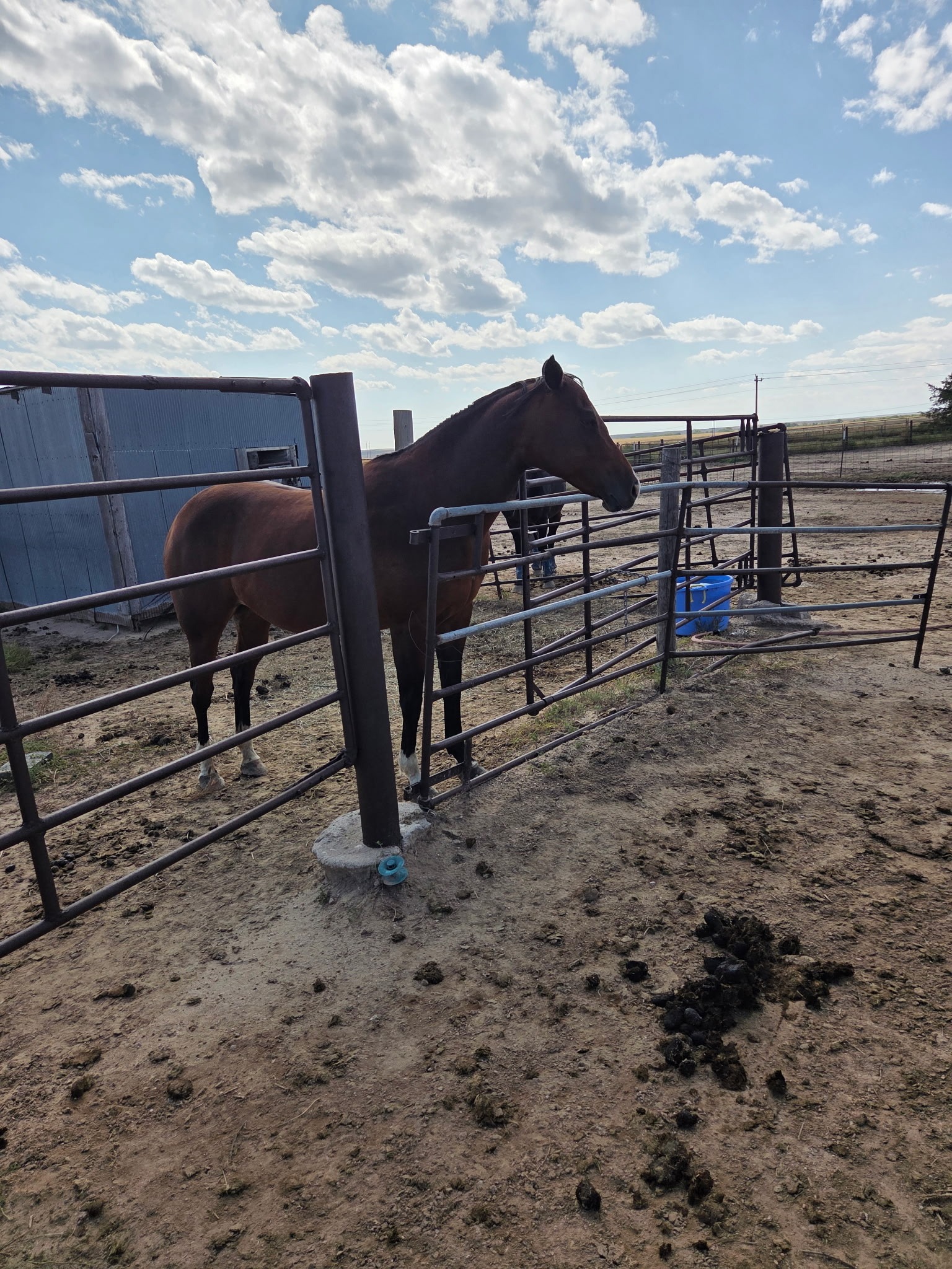 Help Bring Horses Home to Majestic Tala Ranch campaign photo, 7 of 8