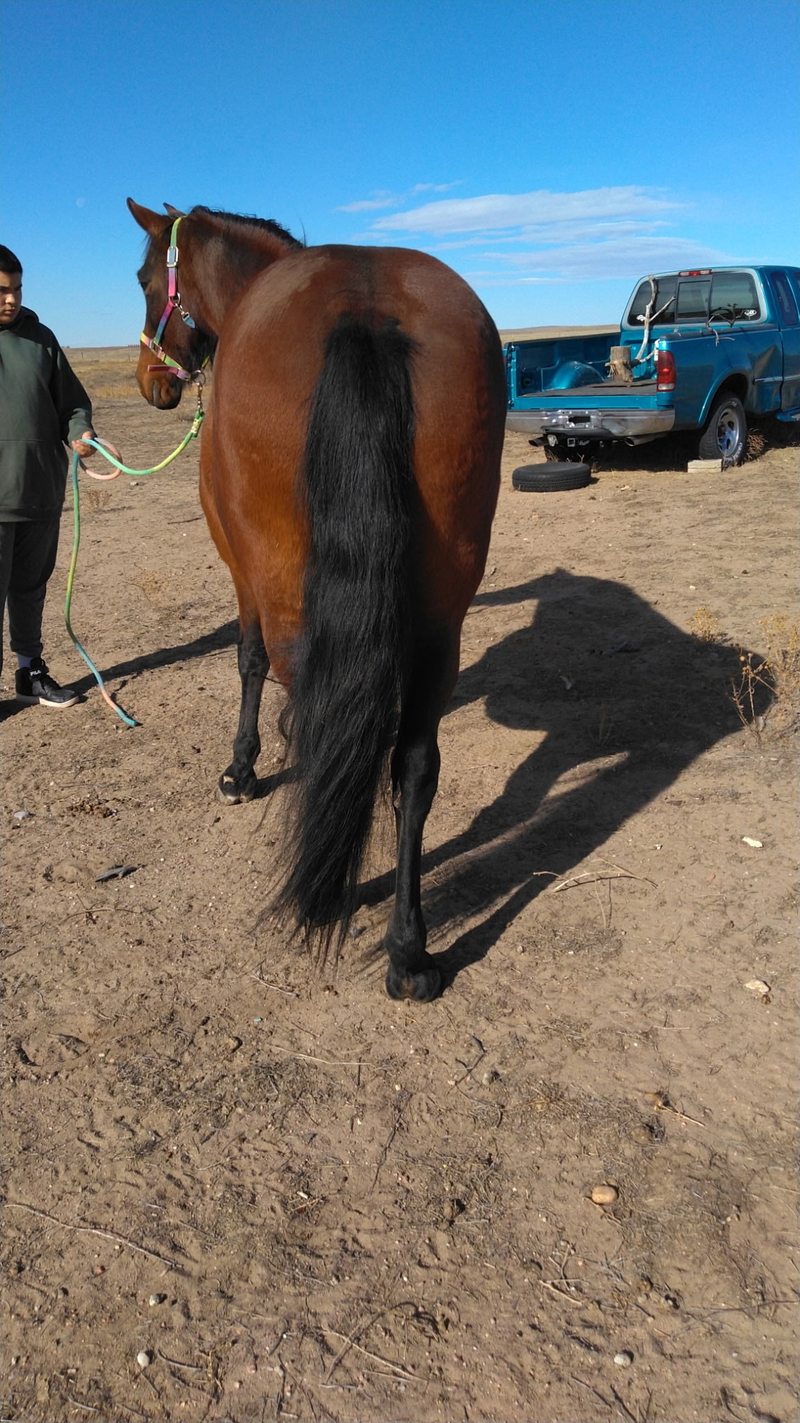Help Bring Horses Home to Majestic Tala Ranch campaign photo, 2 of 8
