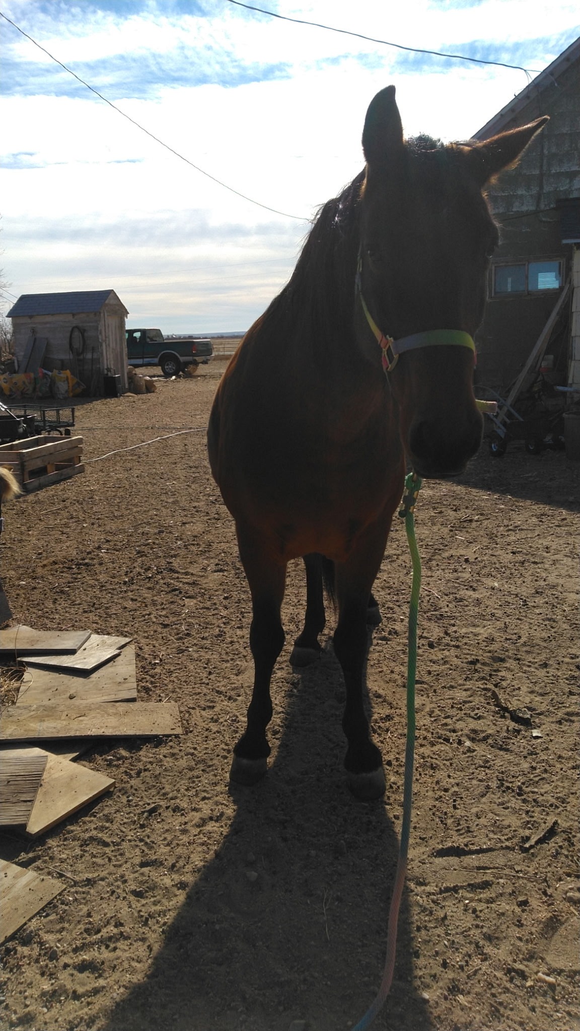 Help Bring Horses Home to Majestic Tala Ranch campaign photo, 5 of 8