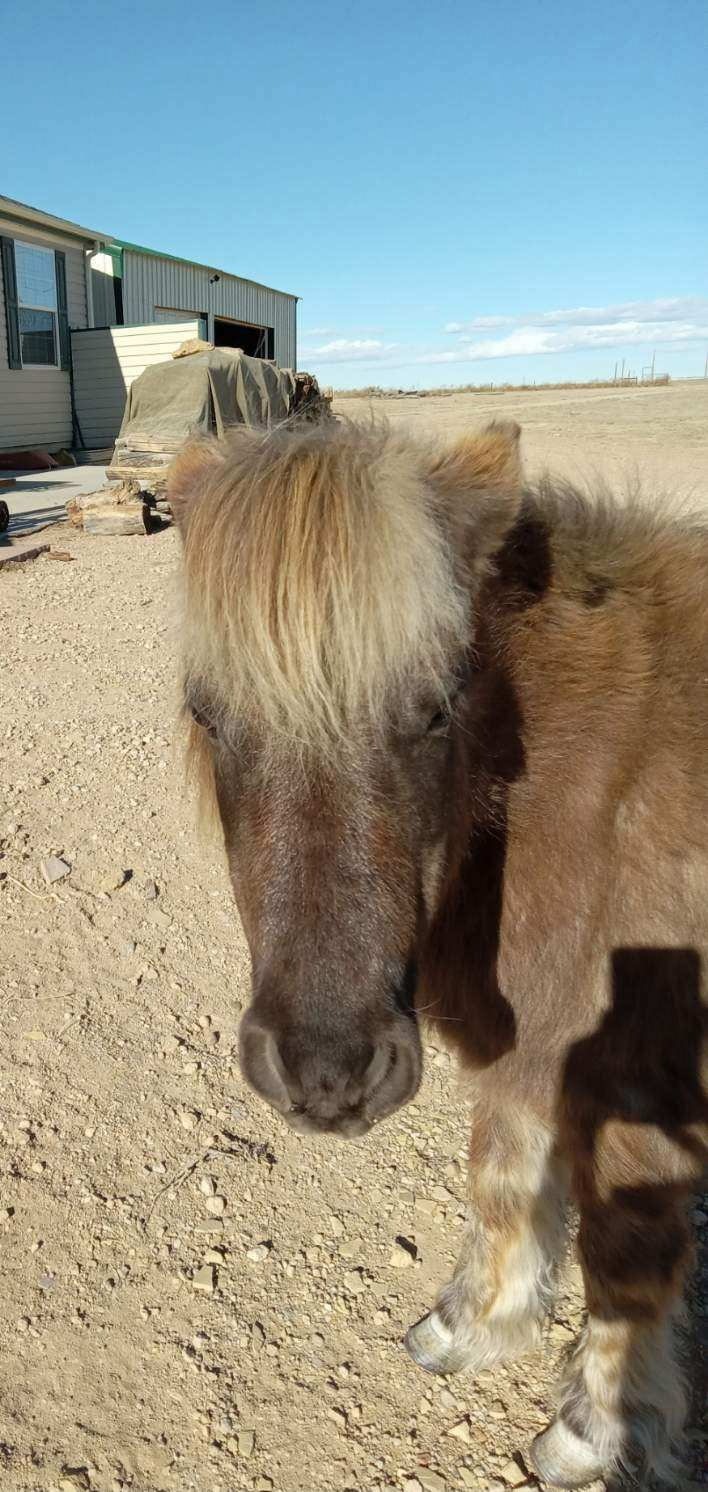 Help Bring Horses Home to Majestic Tala Ranch campaign photo, 4 of 8