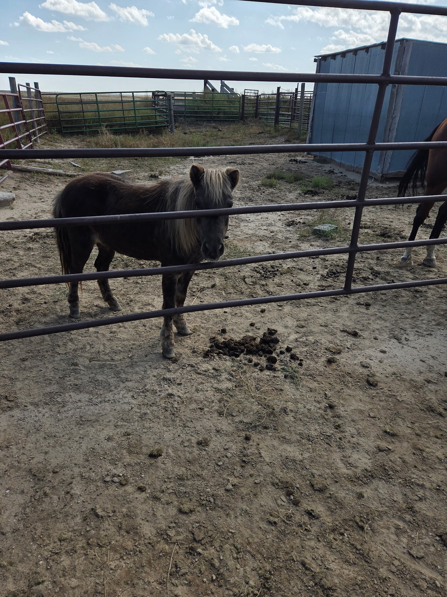 Help Bring Horses Home to Majestic Tala Ranch campaign photo, 6 of 8