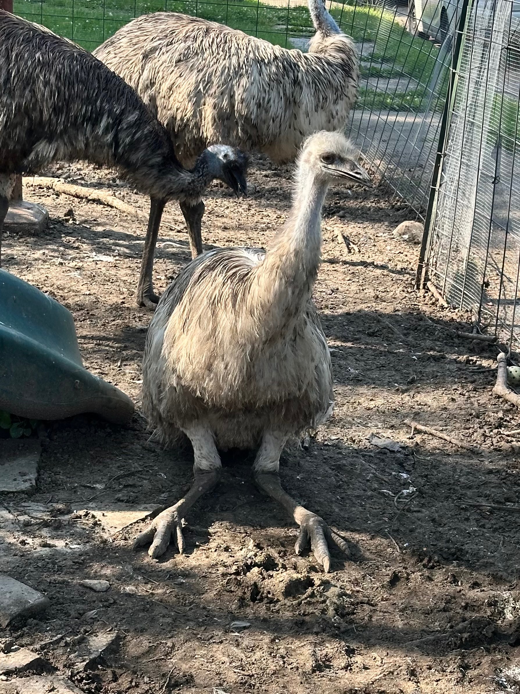 Help Move the McKeesport Emus from harms way campaign photo, 7 of 8