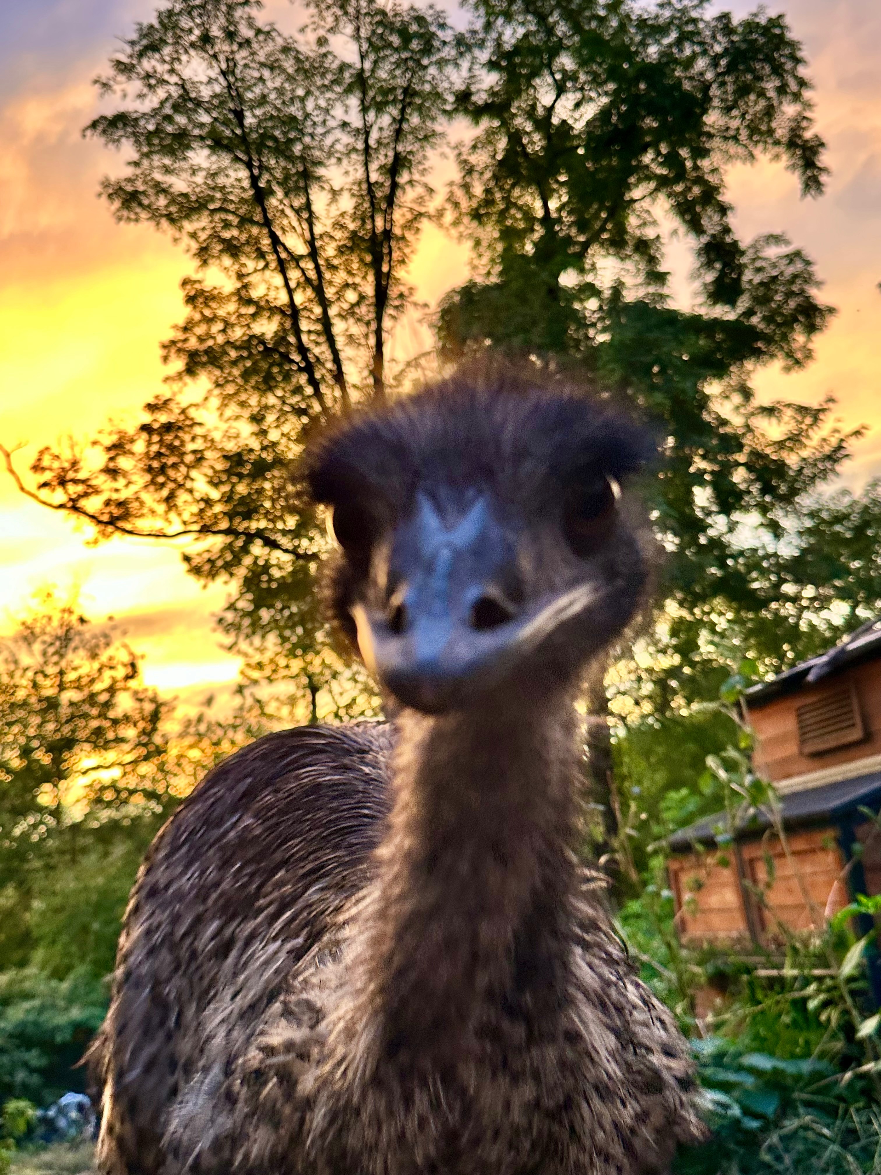 Help Move the McKeesport Emus from harms way campaign photo, 4 of 8