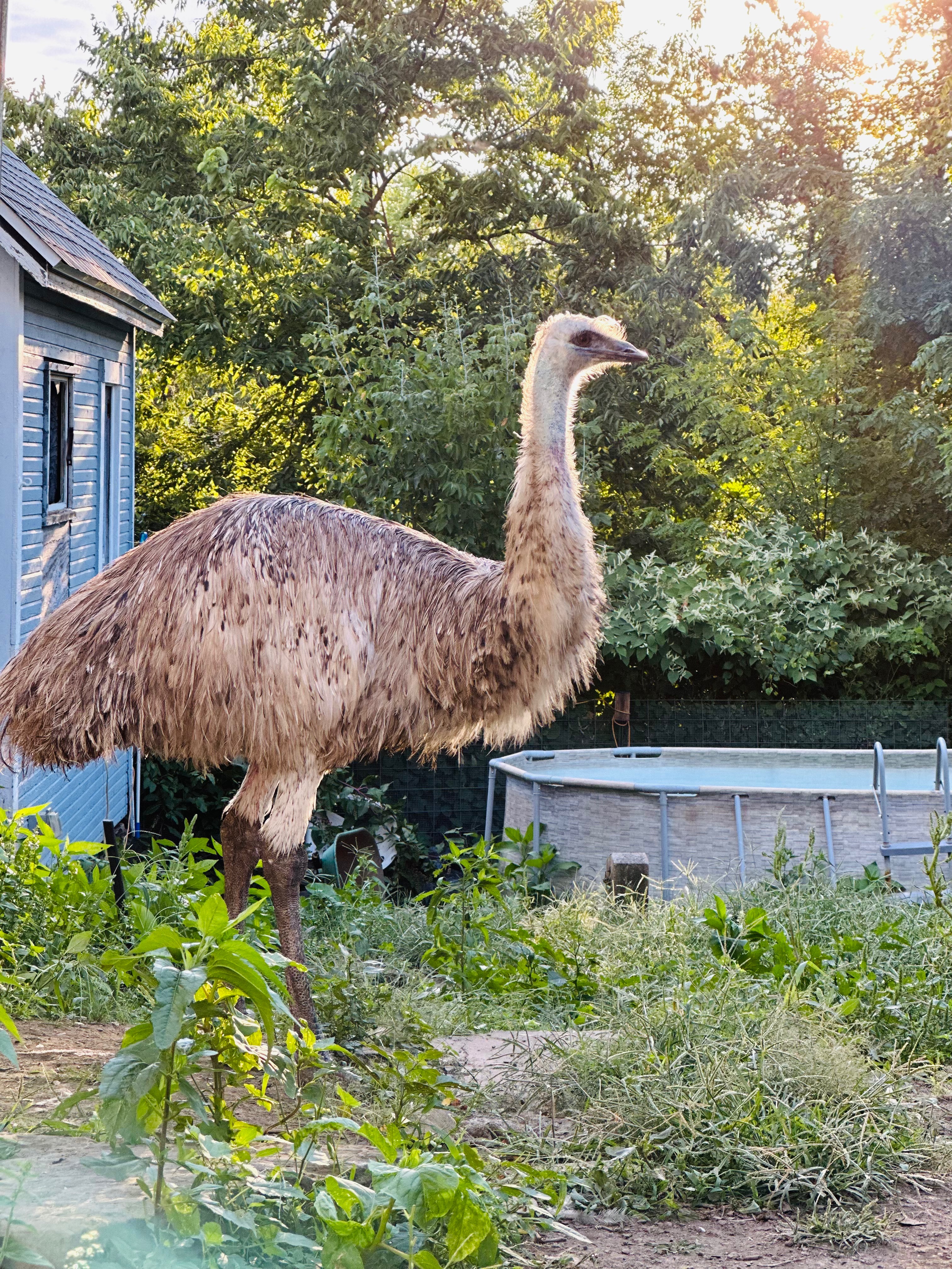 Help Move the McKeesport Emus from harms way campaign photo, 6 of 8