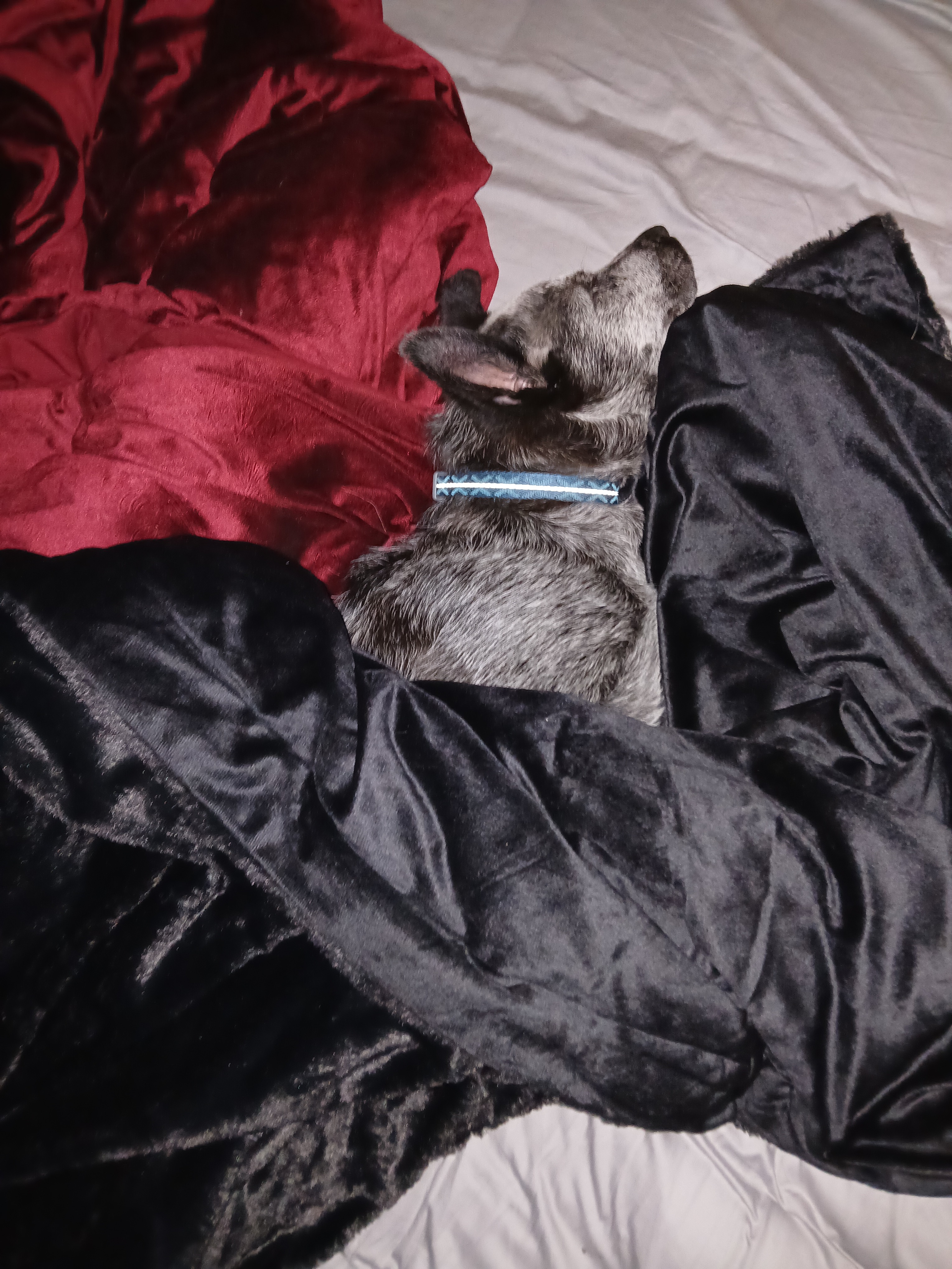 Help Beane Get Orthopedic Surgery campaign photo, 2 of 8