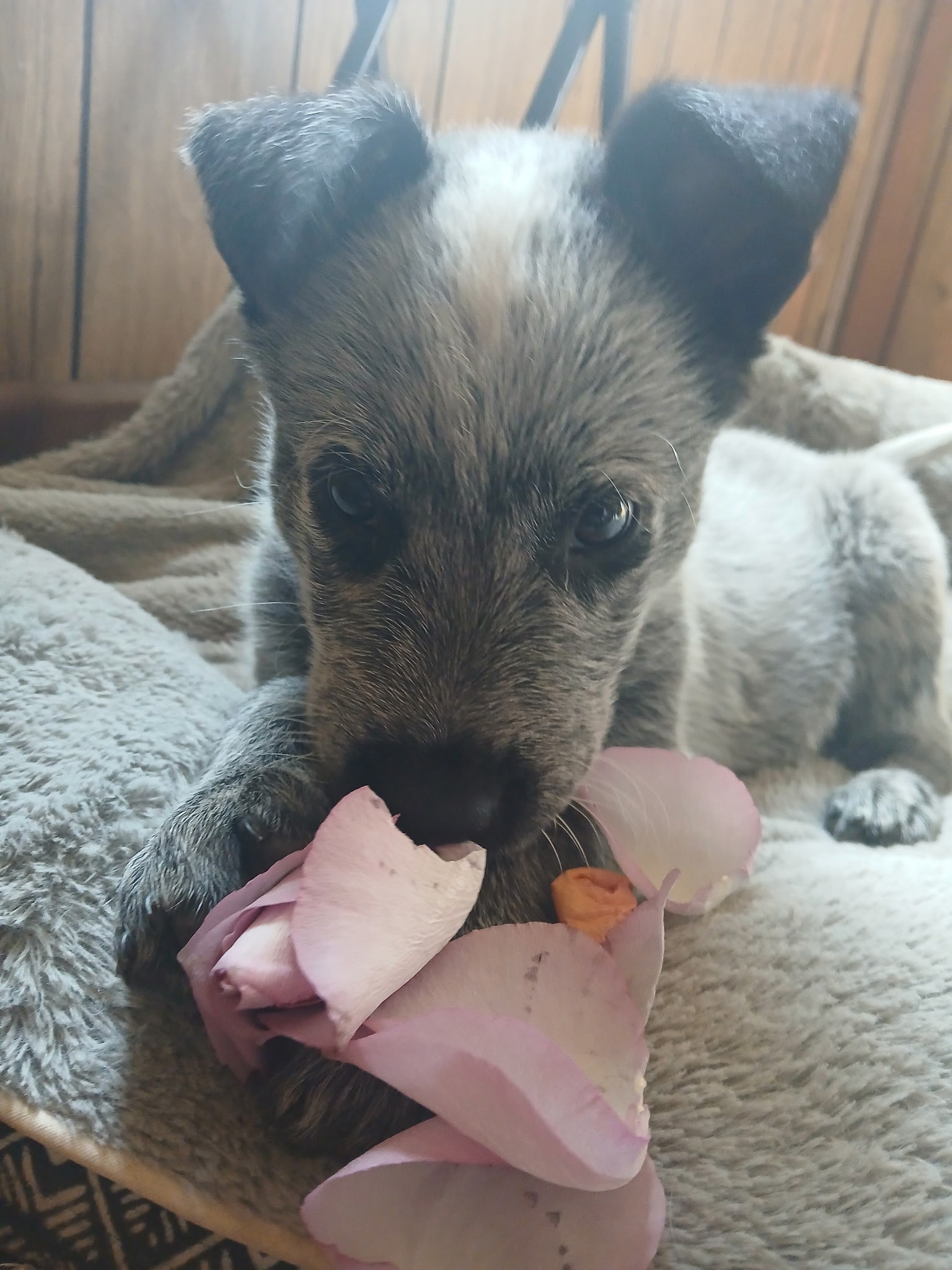 Help Beane Get Orthopedic Surgery campaign photo, 6 of 8