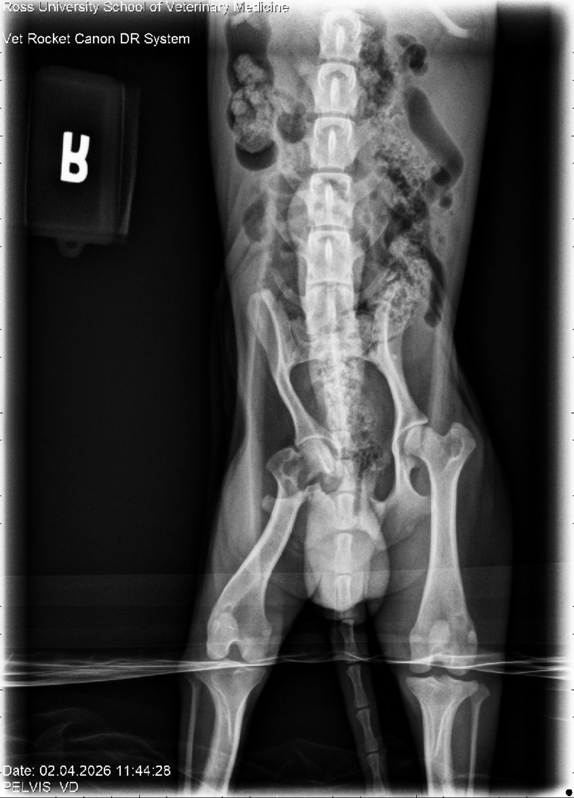 Help Charlie Get the Surgery He Needs campaign photo, 2 of 4