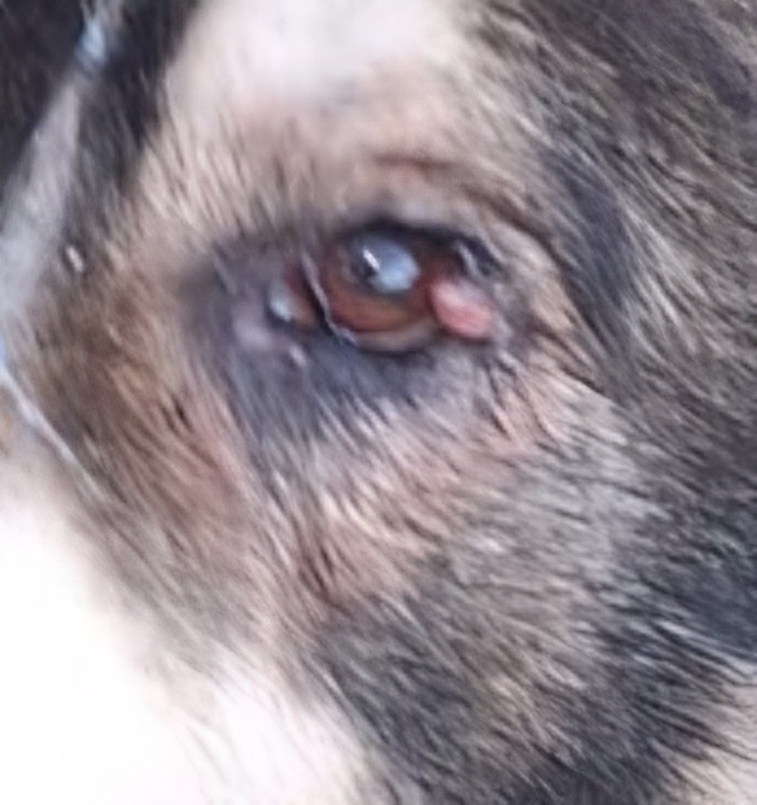 Vet bill for eye surgery campaign photo, 5 of 6