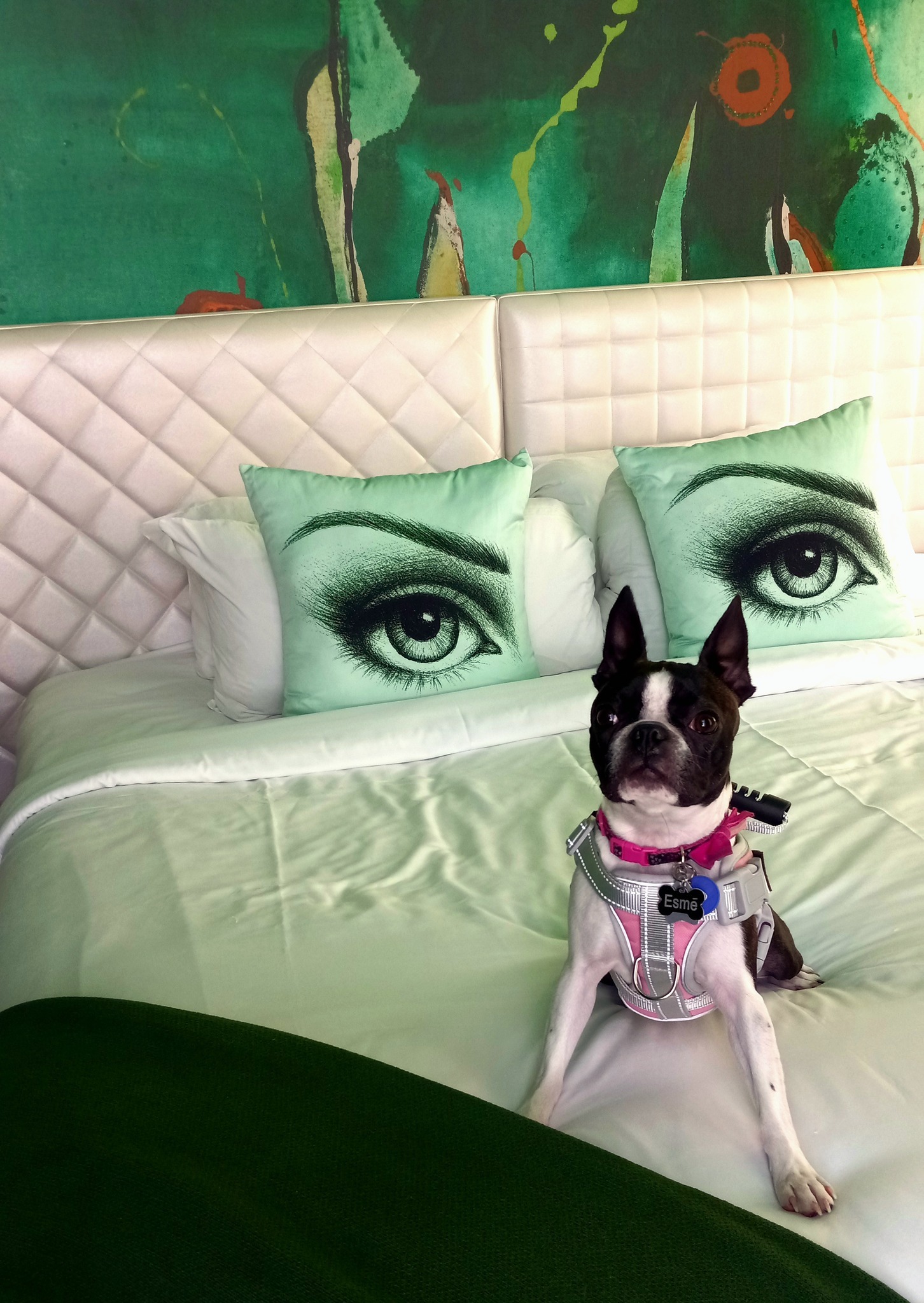 Urgent Help Appeal to Reunite with My Service Dog Esmé campaign photo, 6 of 8
