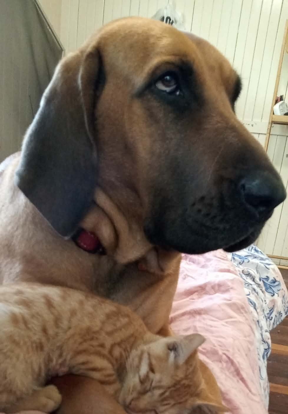 Pearl needs emergency surgery for a twisted bowel campaign photo, 2 of 5