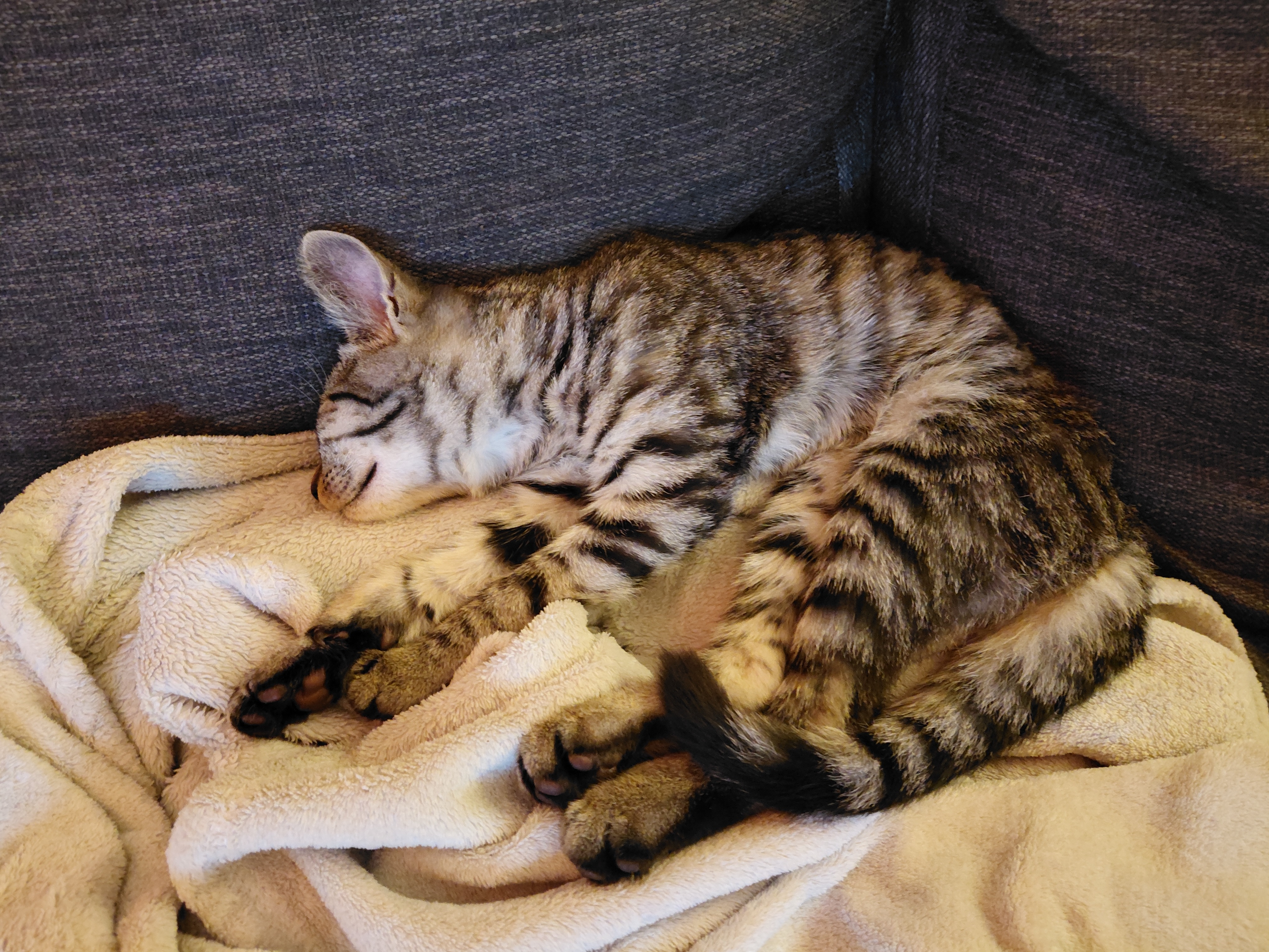 Help Rover Junior pijnvrij en gezond worden! campaign photo, 4 of 6