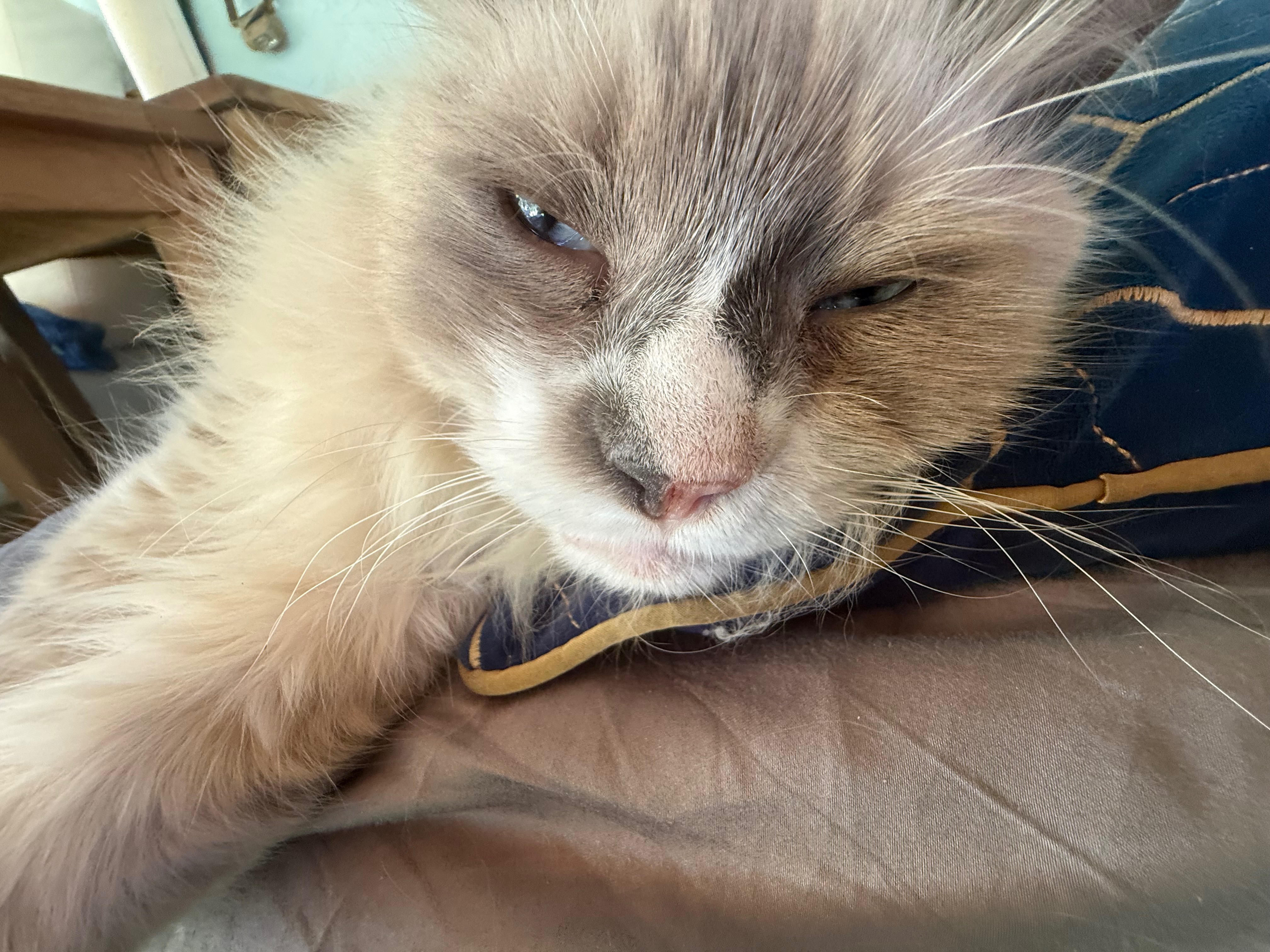 Help Derrie's Service Animal Regain Sight and Hearing campaign photo, 4 of 5