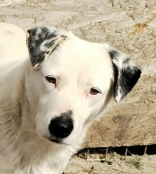 Hilfe für Hunde aus der Tötung Ovidiu Rumänien campaign photo, 5 of 8