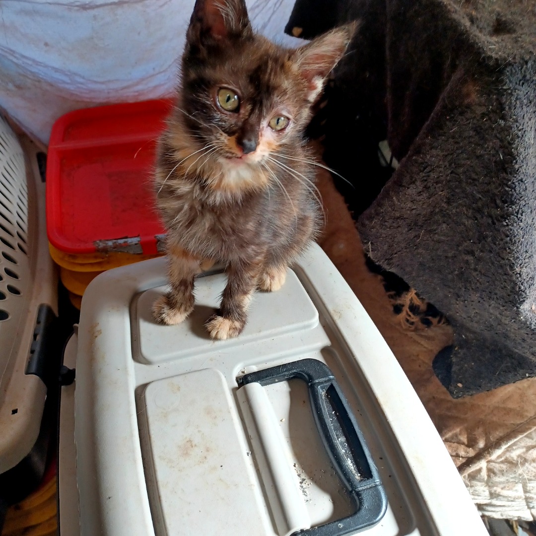Thirty Lives in Hoarding Crisis: Help Us Save These 30 Cats campaign photo, 7 of 8