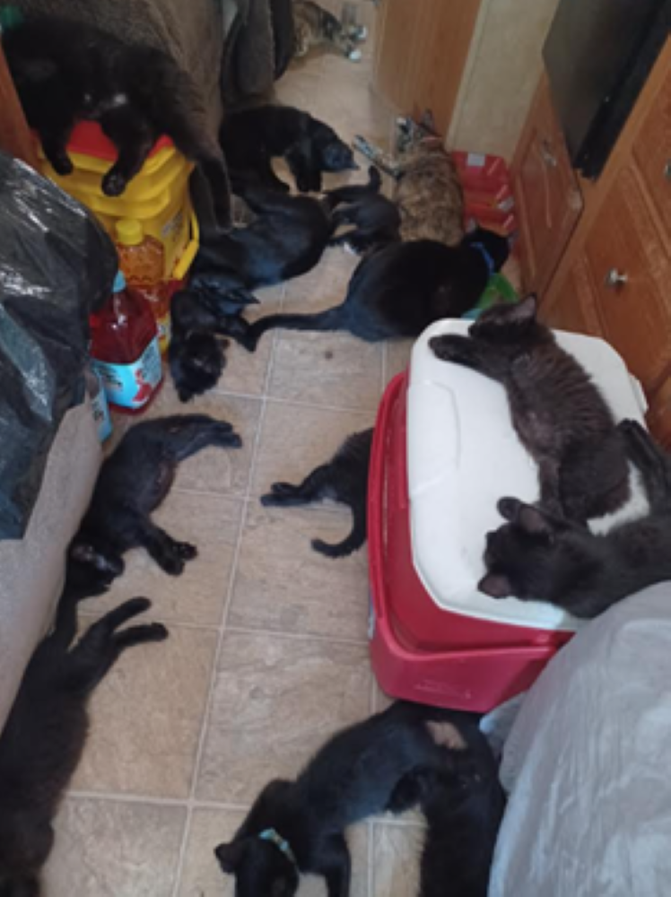 Thirty Lives in Hoarding Crisis: Help Us Save These 30 Cats campaign photo, 2 of 8
