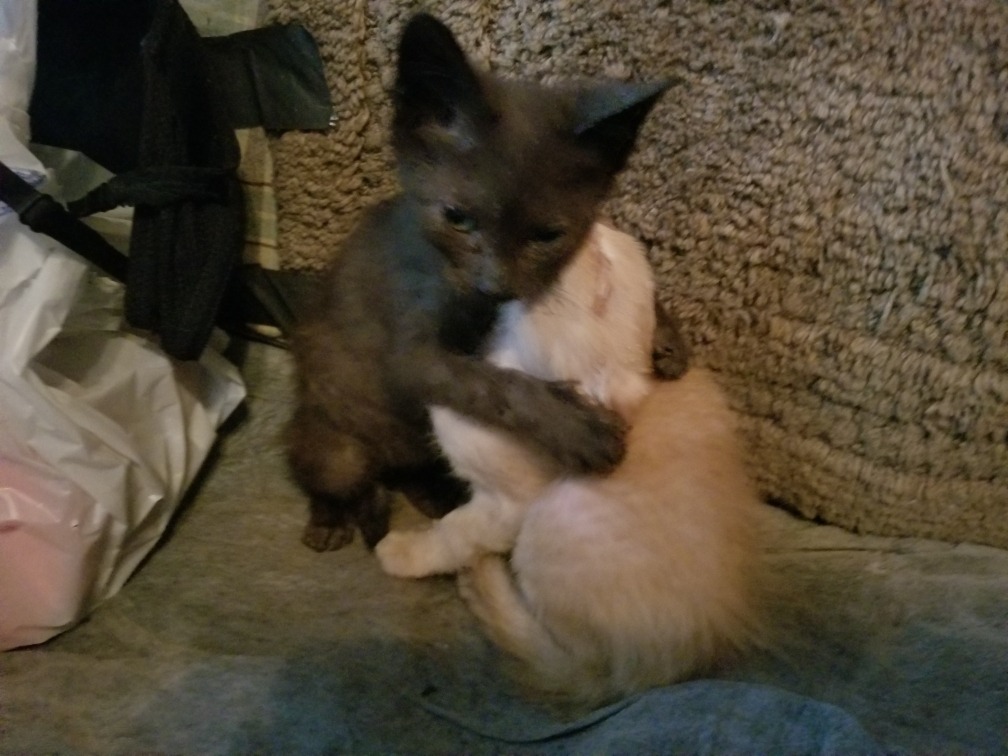 Thirty Lives in Hoarding Crisis: Help Us Save These 30 Cats campaign photo, 4 of 8