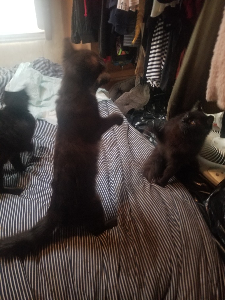 Thirty Lives in Hoarding Crisis: Help Us Save These 30 Cats campaign photo, 5 of 8