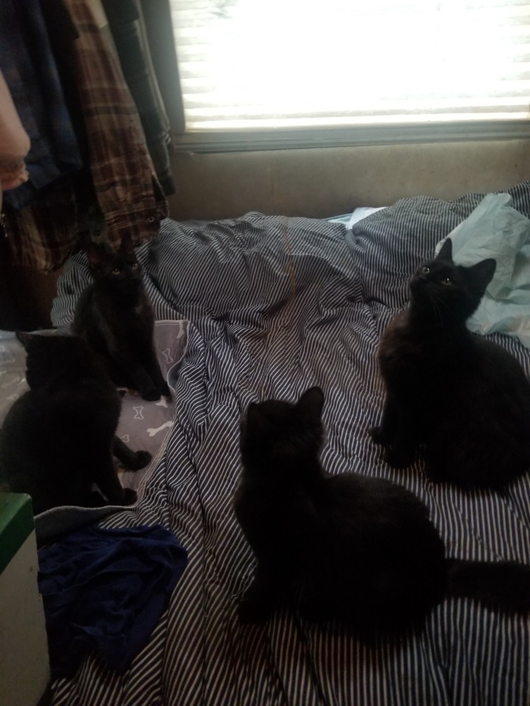 Thirty Lives in Hoarding Crisis: Help Us Save These 30 Cats campaign photo, 6 of 8