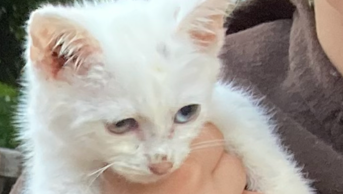 Help Gemini, My Rescue Cat, Get Life-Saving Care