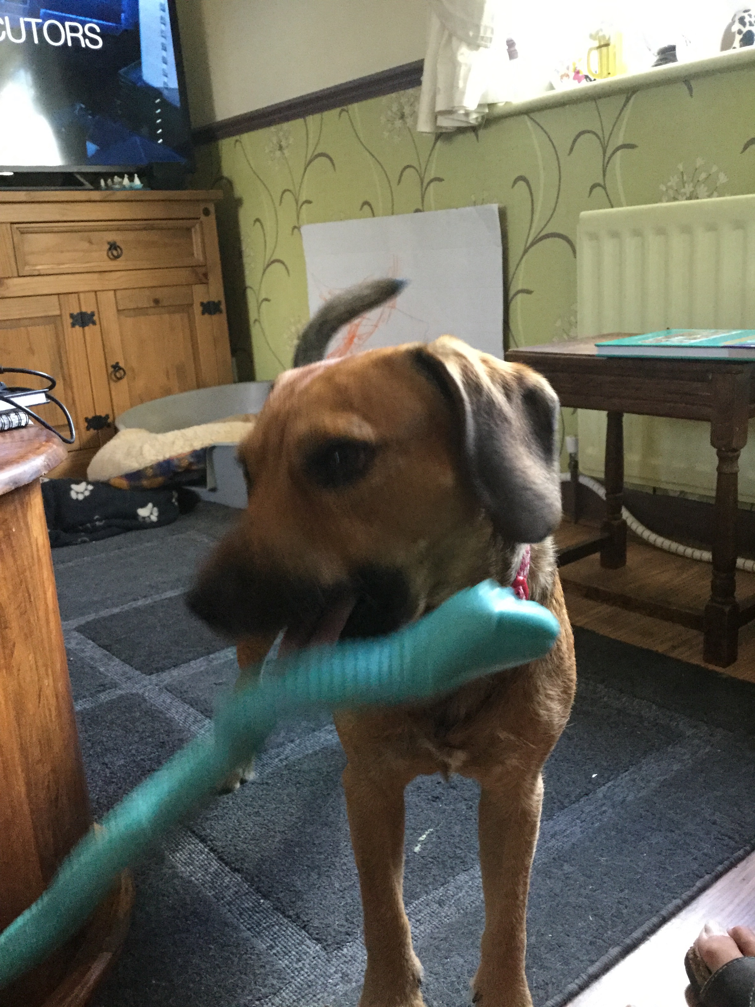 Dave - 8yrs old Beagle x Terrier needs help with vet bill campaign photo, 7 of 8