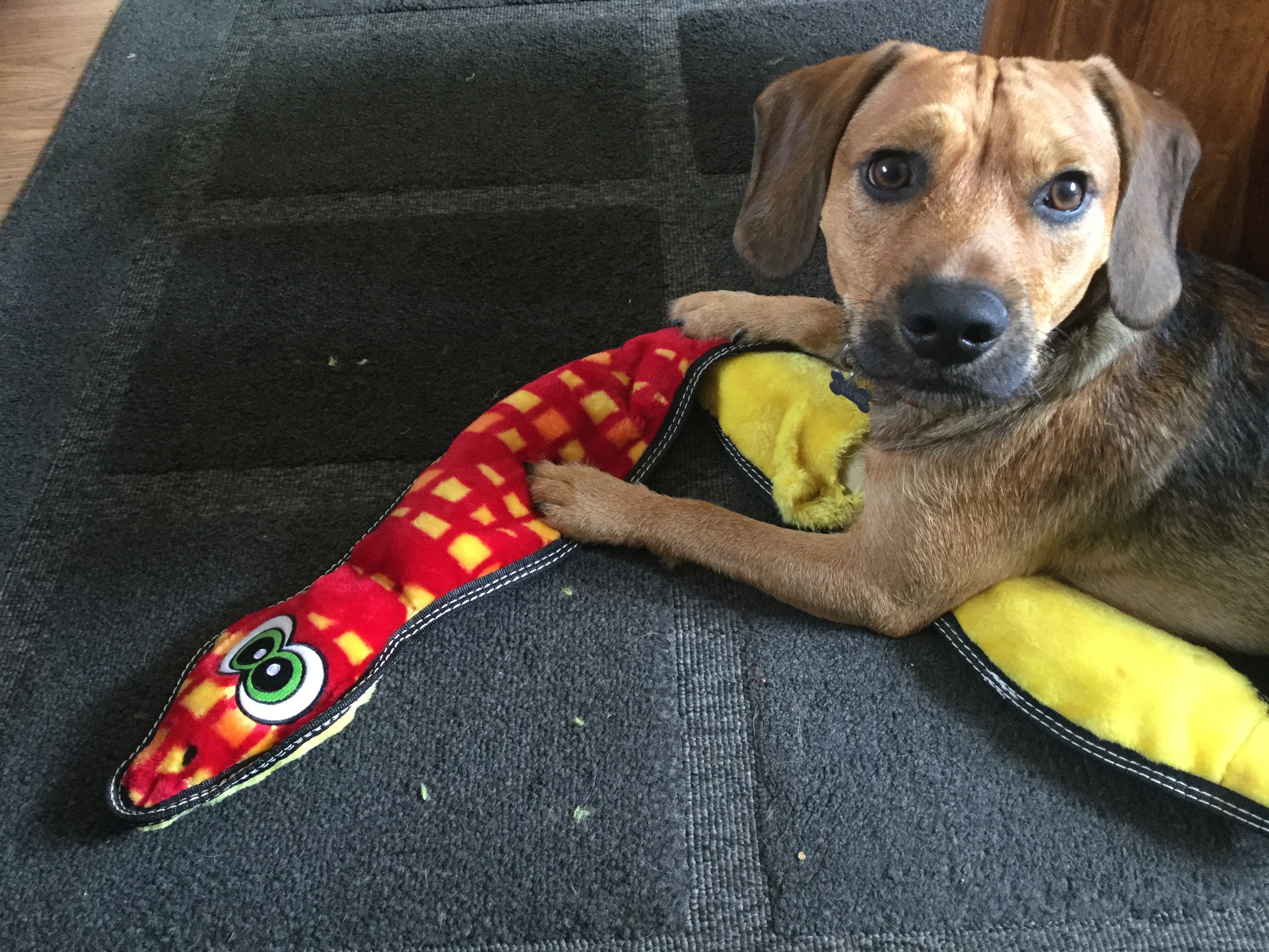Dave - 8yrs old Beagle x Terrier needs help with vet bill campaign photo, 2 of 8