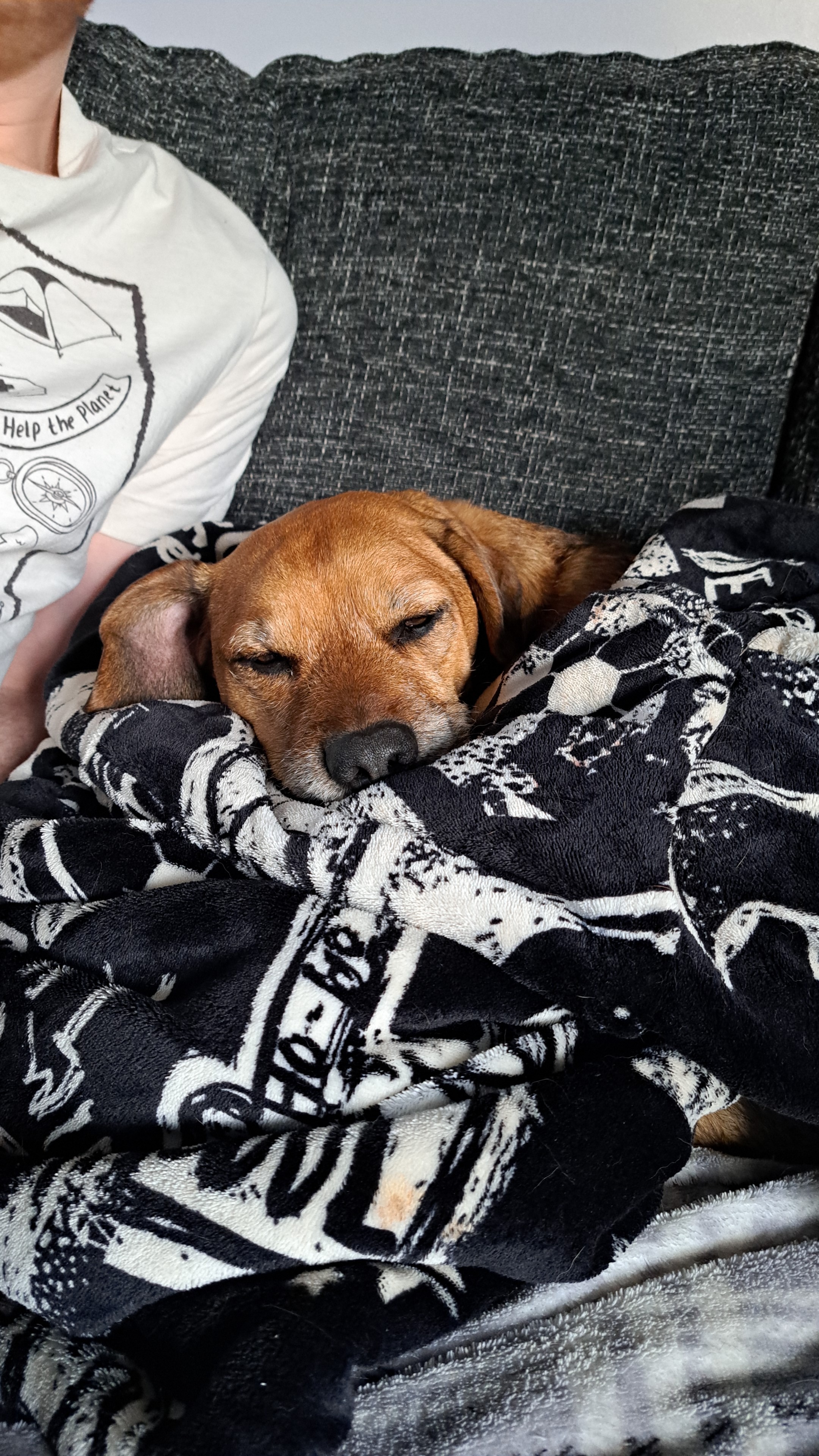 Dave - 8yrs old Beagle x Terrier needs help with vet bill campaign photo, 4 of 8