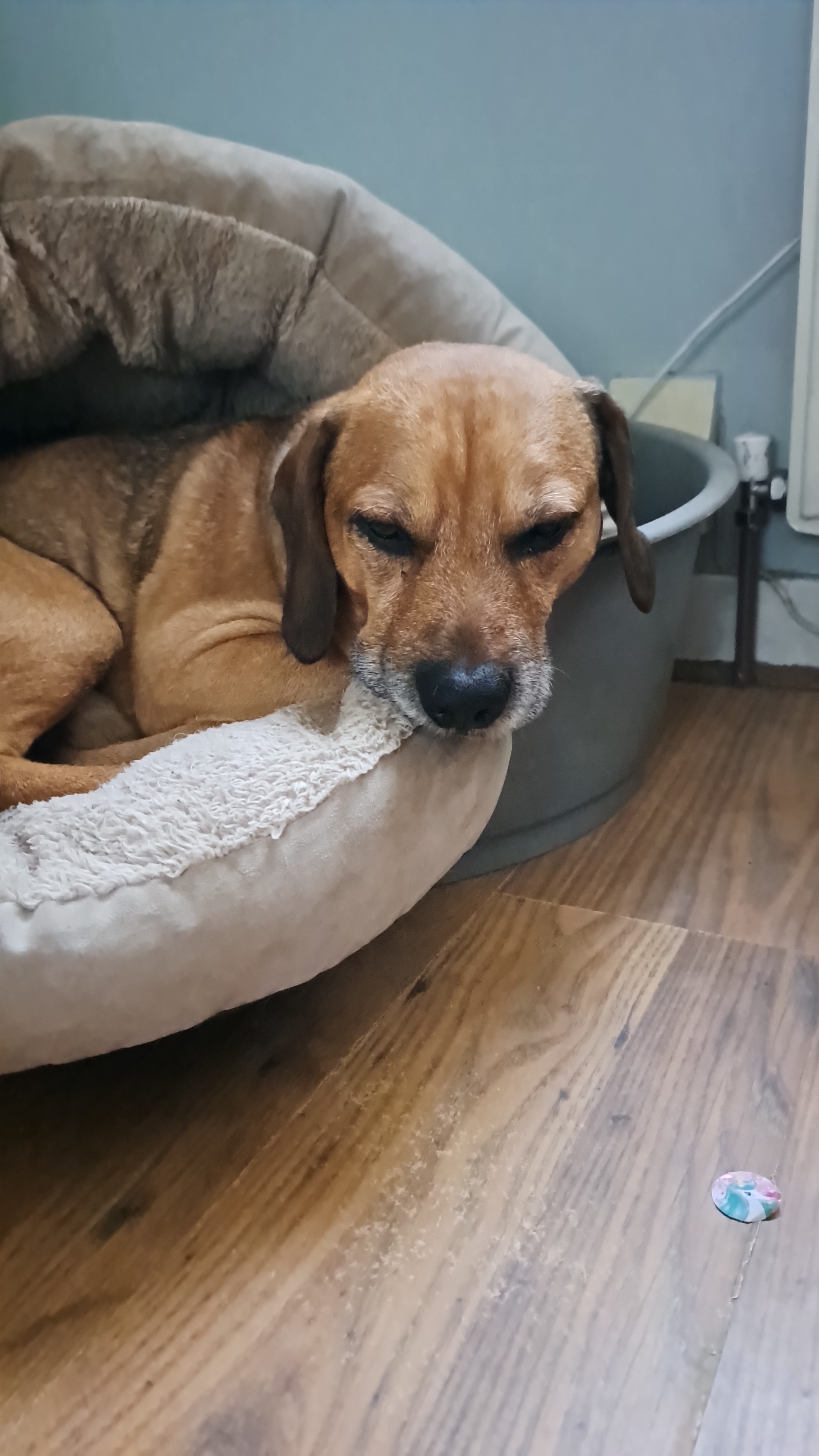 Dave - 8yrs old Beagle x Terrier needs help with vet bill campaign photo, 5 of 8
