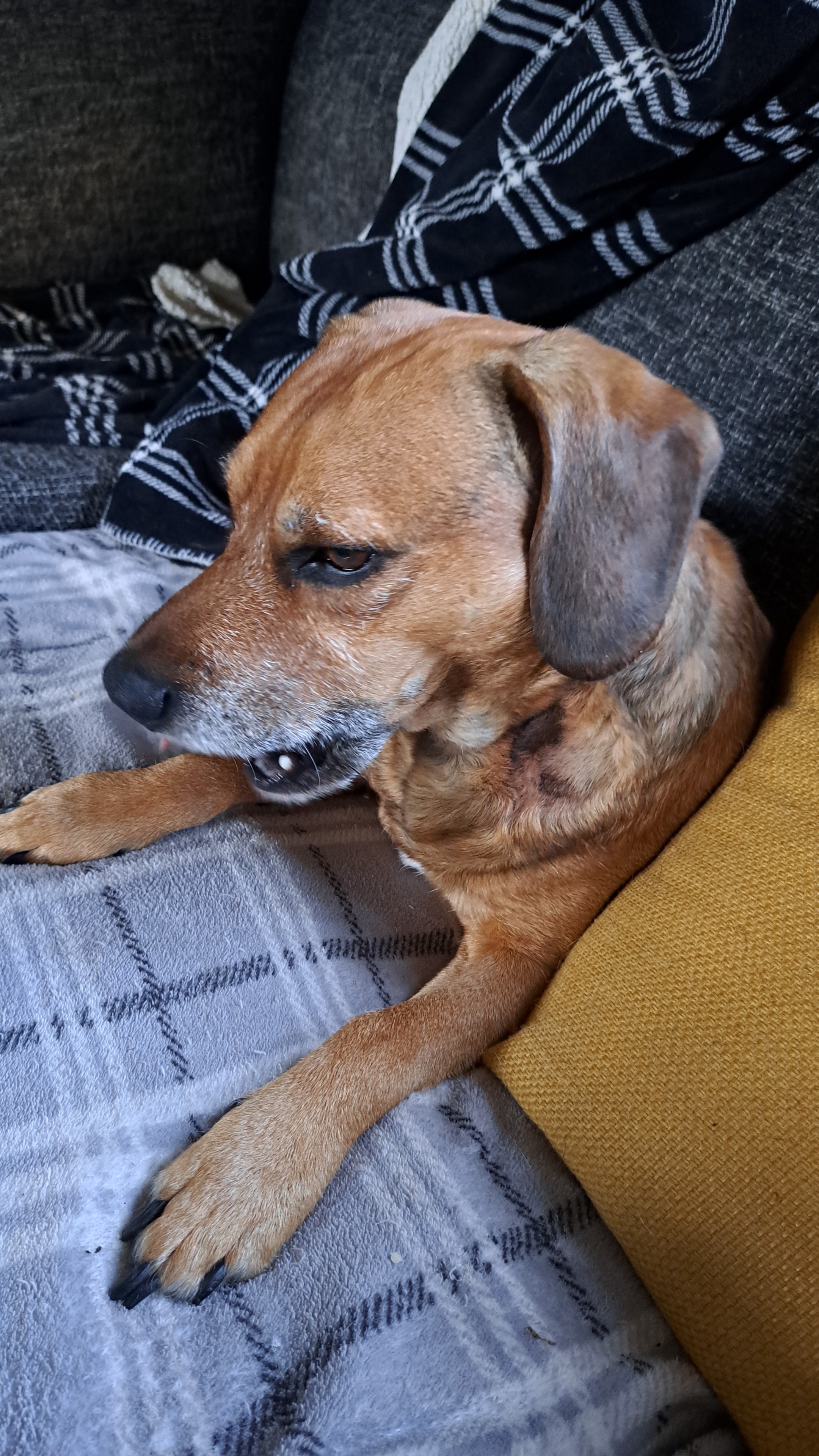 Dave - 8yrs old Beagle x Terrier needs help with vet bill campaign photo, 6 of 8