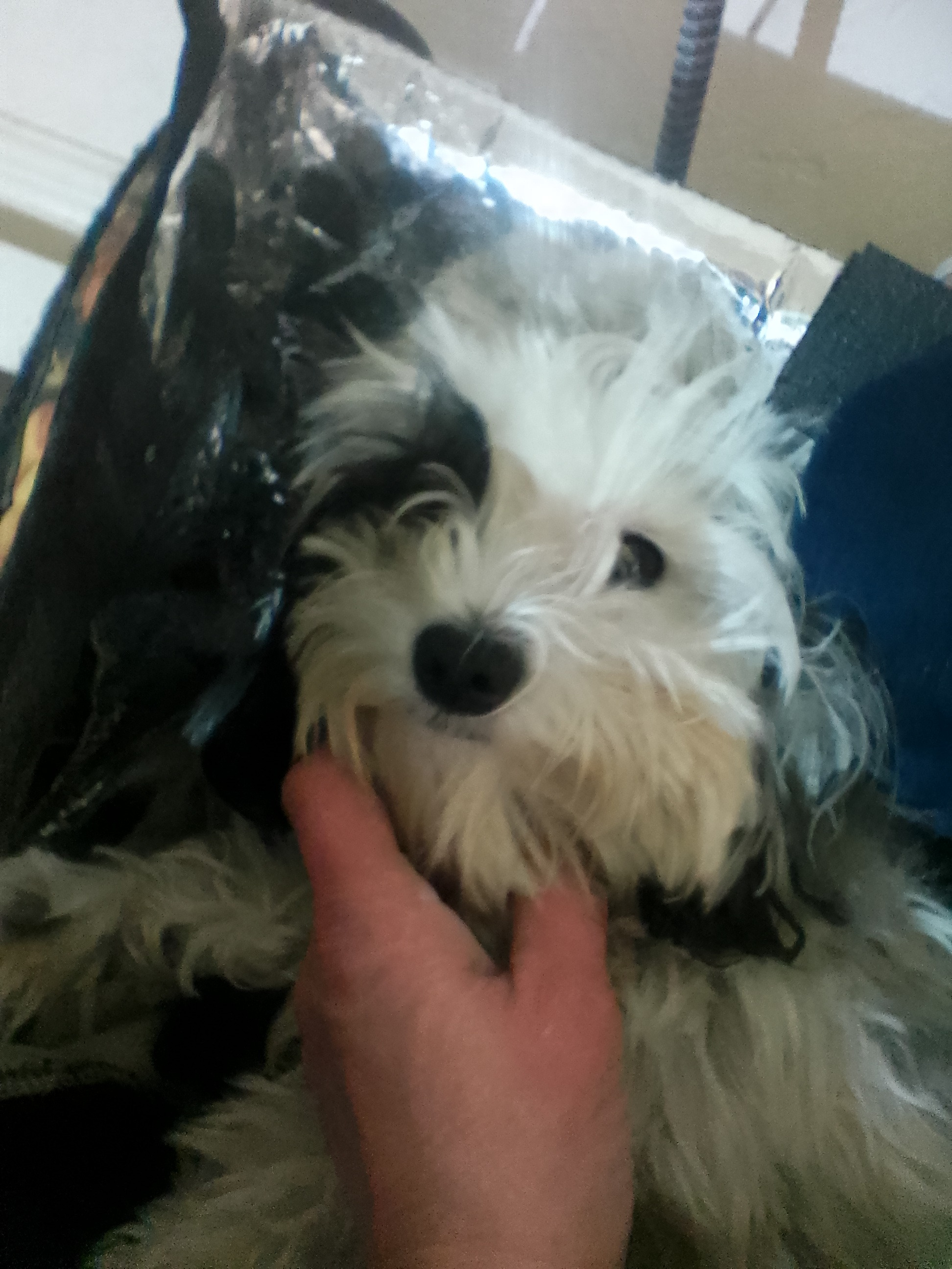 Help Mooshy Get Lifesaving Surgery campaign photo, 4 of 5