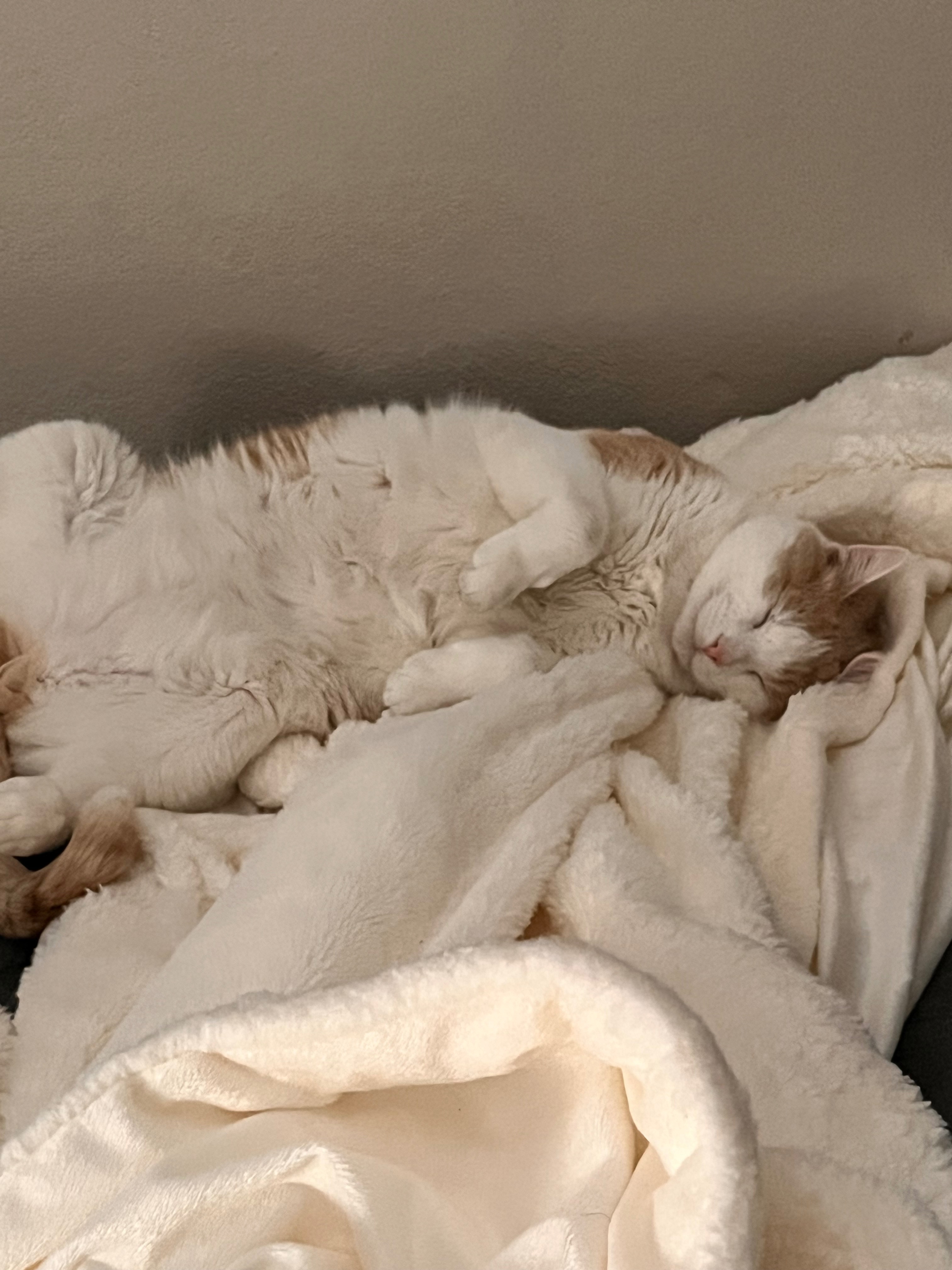 Help Us Care for Bob During Our Move campaign photo, 4 of 8