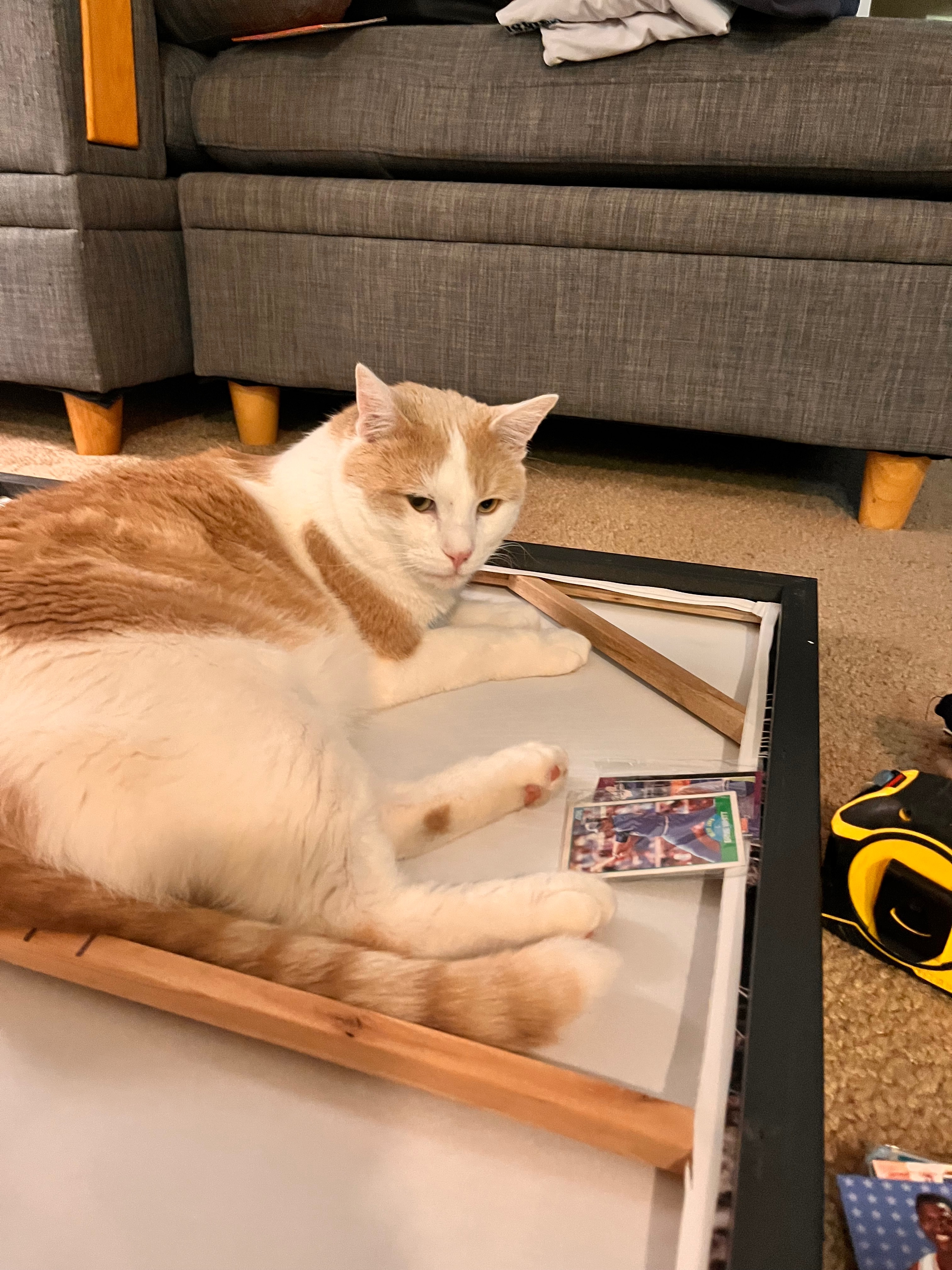 Help Us Care for Bob During Our Move campaign photo, 6 of 8