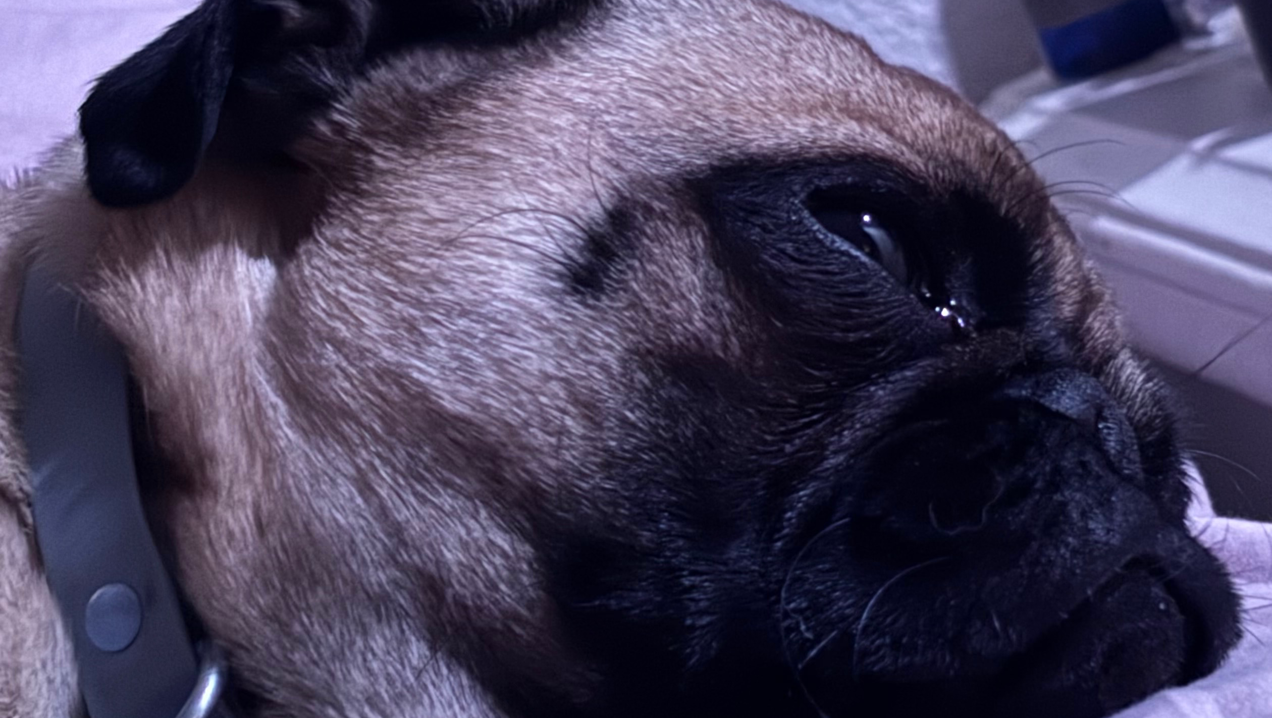 Save Butters: Surgery for a Happy Life photo