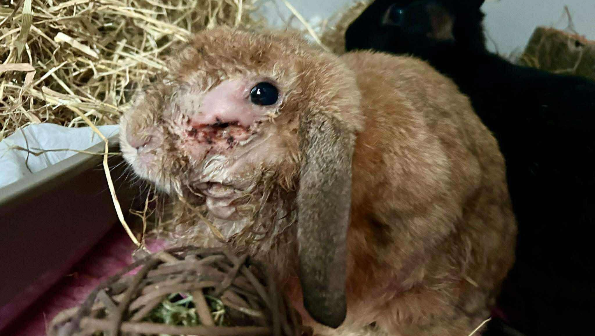 Keep Our Doors Open: Urgent Vet Bill Help Needed photo