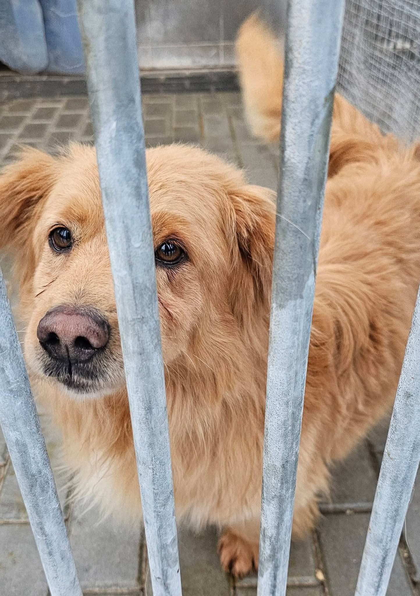 From Shelter to Home: Help Stasiu Start a New Life campaign photo, 4 of 5