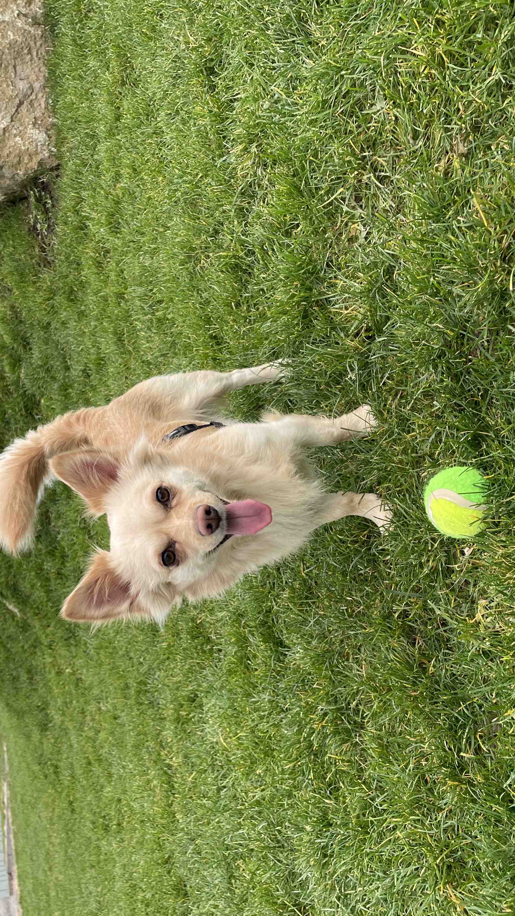 Hilfe für meinen kleinen Riley photo