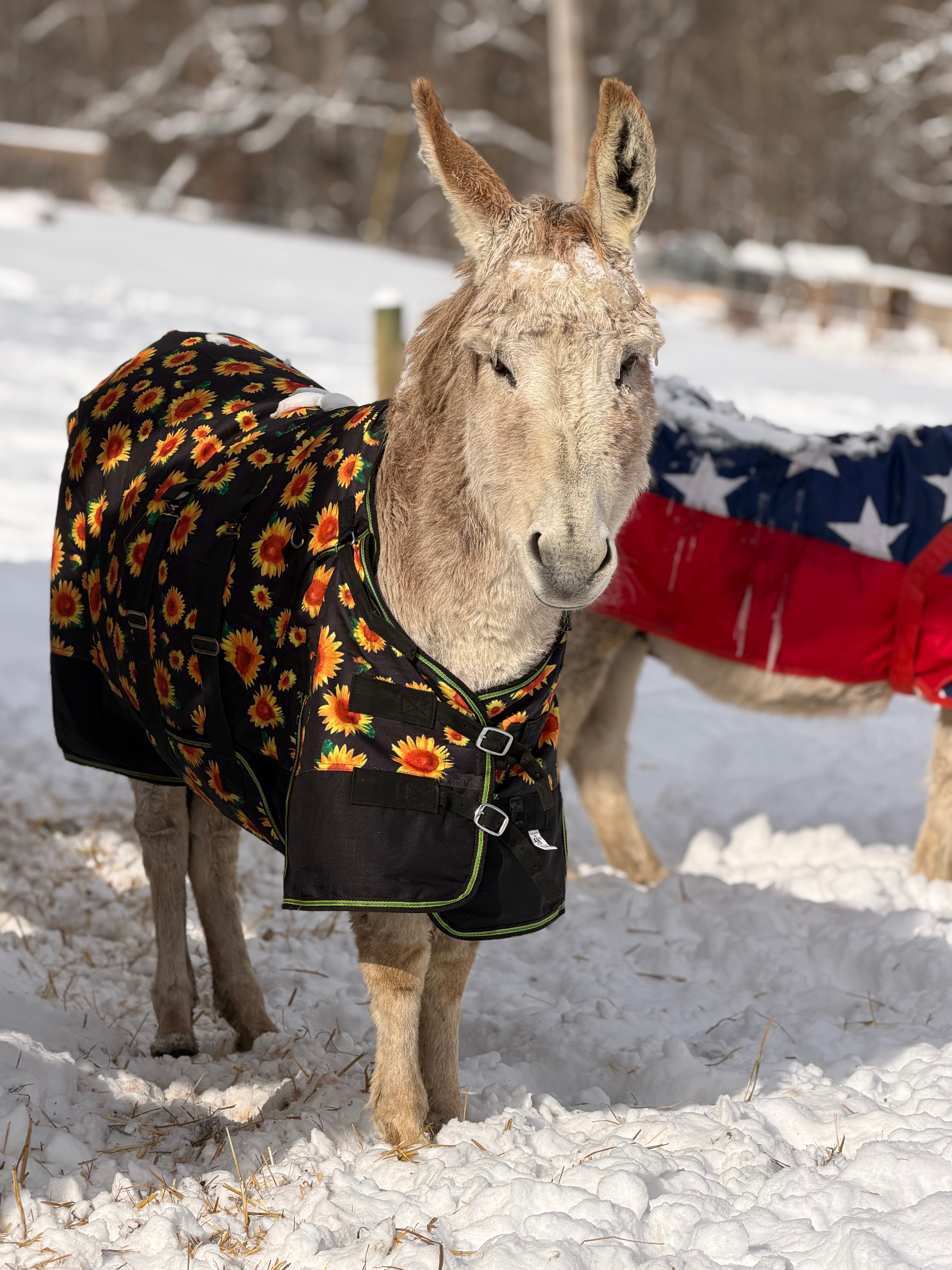 Help Us Keep Rescue Animals Safe, Healthy & Home for Life campaign photo, 5 of 7