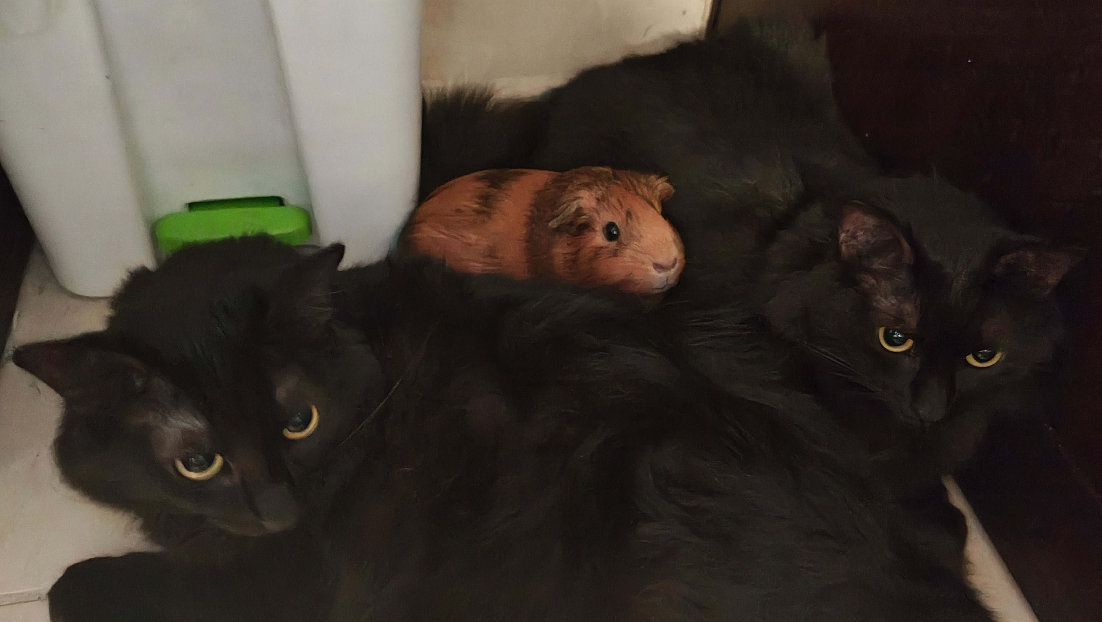 Me and my animals photo