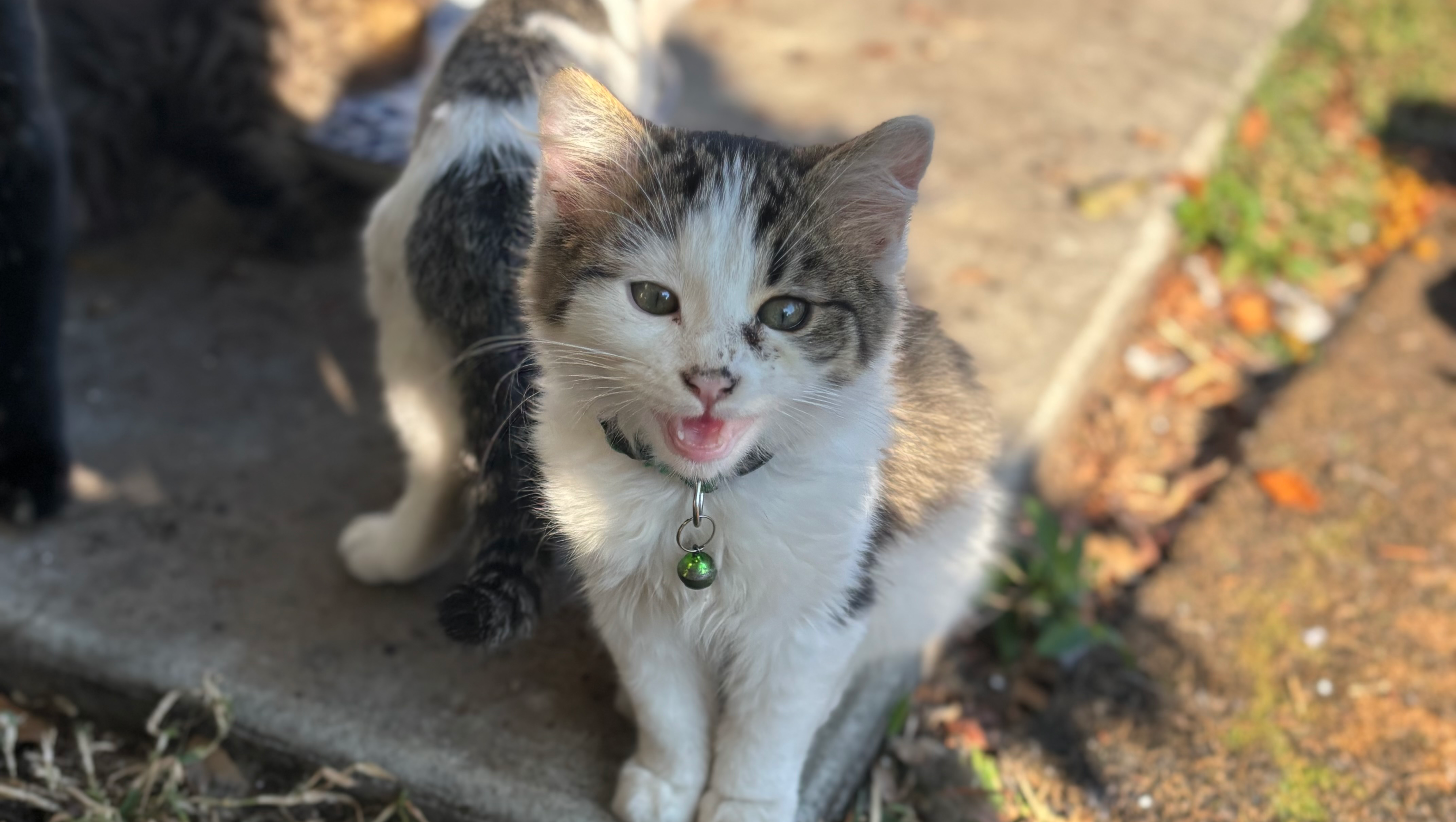 Pawsitive Impact’s-12345 mission to care for animals in need photo