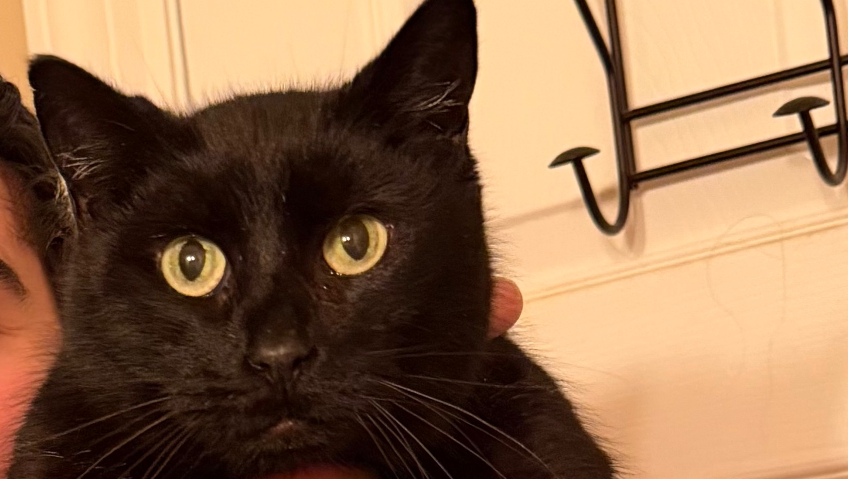 Surgery and Treatment for Foster Cat, Merlot