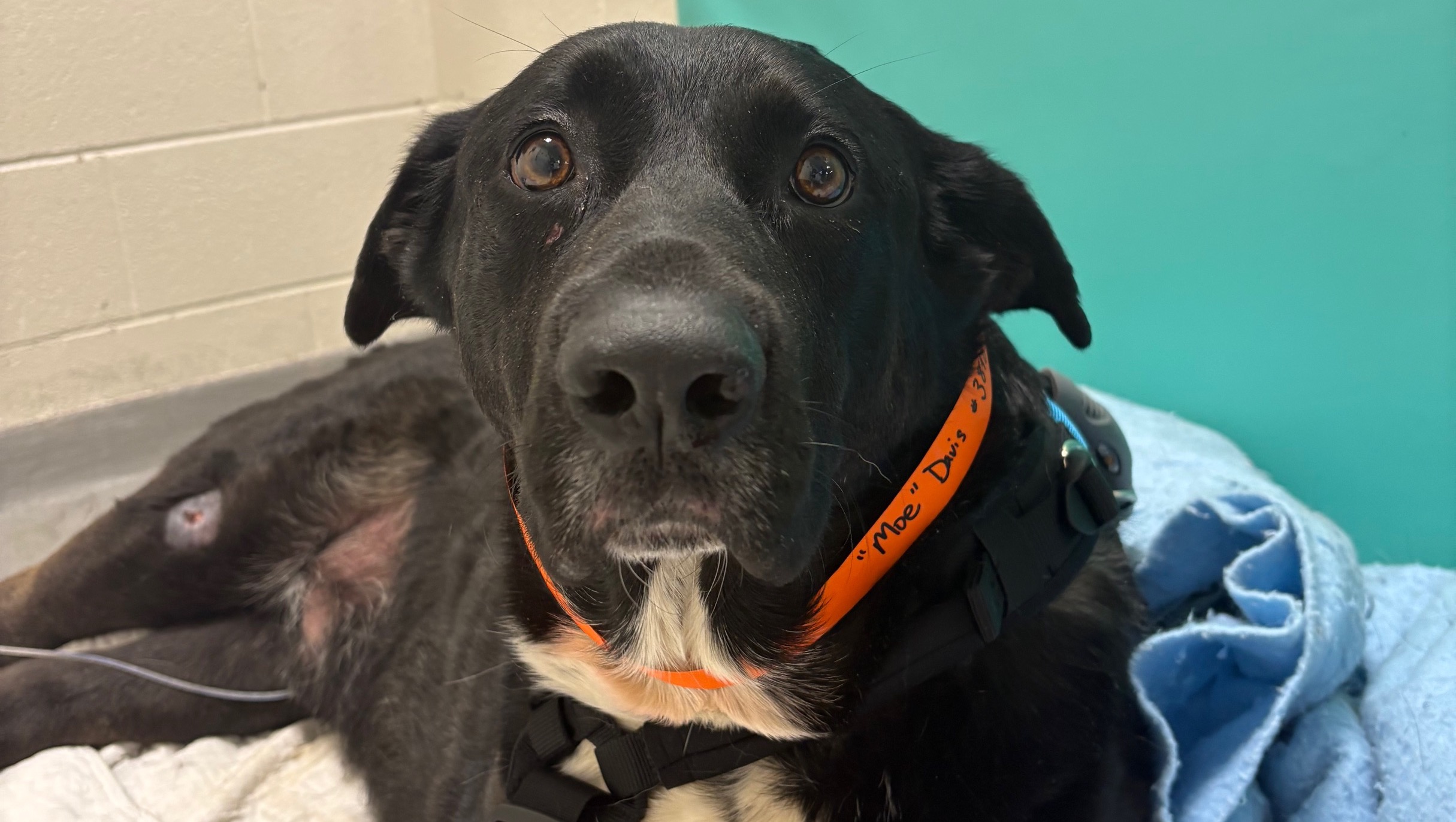 Help Moe Recover After Traumatic Injury