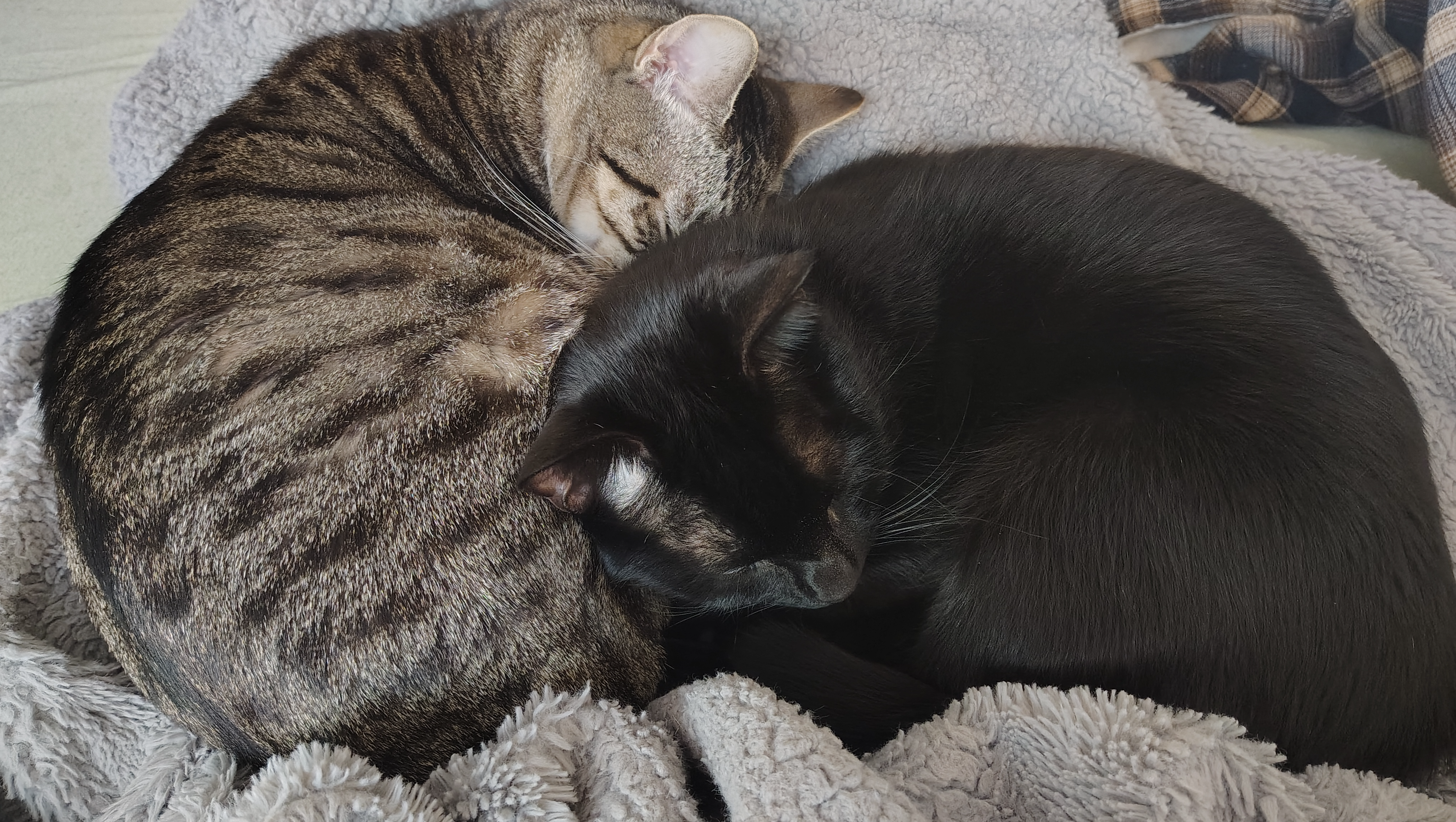Caring for Pepper and Tapioca’s Health and Life Needs photo