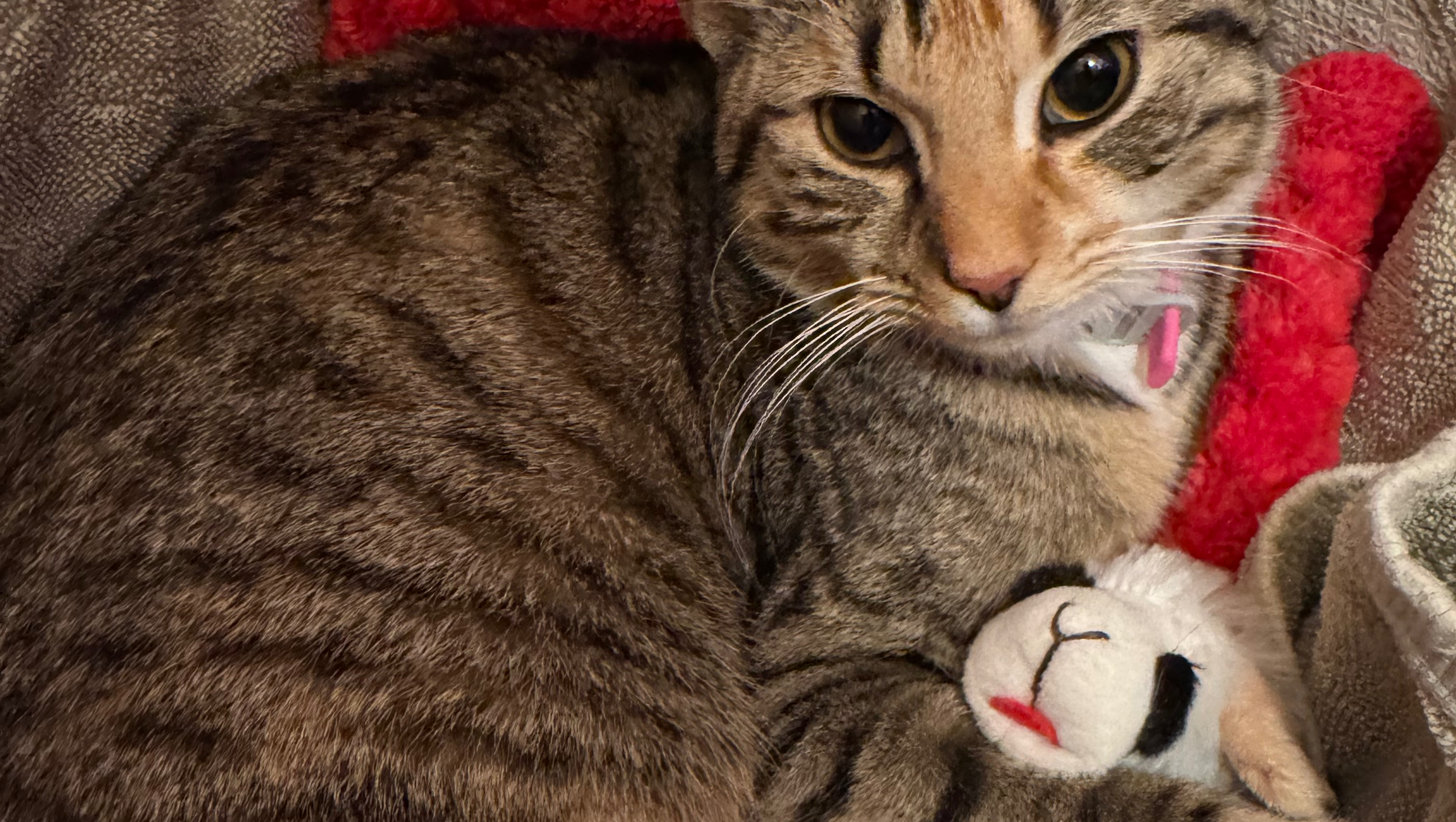 Help Cinnamon get Spayed & Vaccinated photo