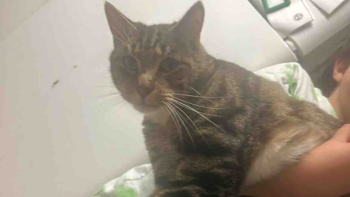 Fundraiser by Sara Williams : Help Meow Meows, My Son's Support Cat ...