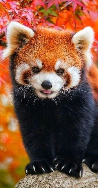 Sponsored Wilmslow Litter Picking to Save Red Pandas campaign photo, 7 of 8