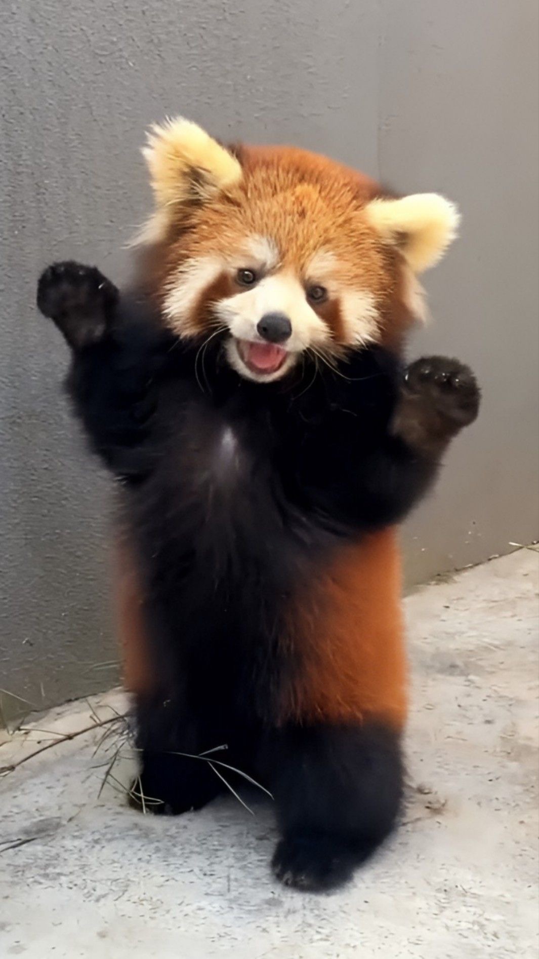 Sponsored Wilmslow Litter Picking to Save Red Pandas campaign photo, 4 of 8